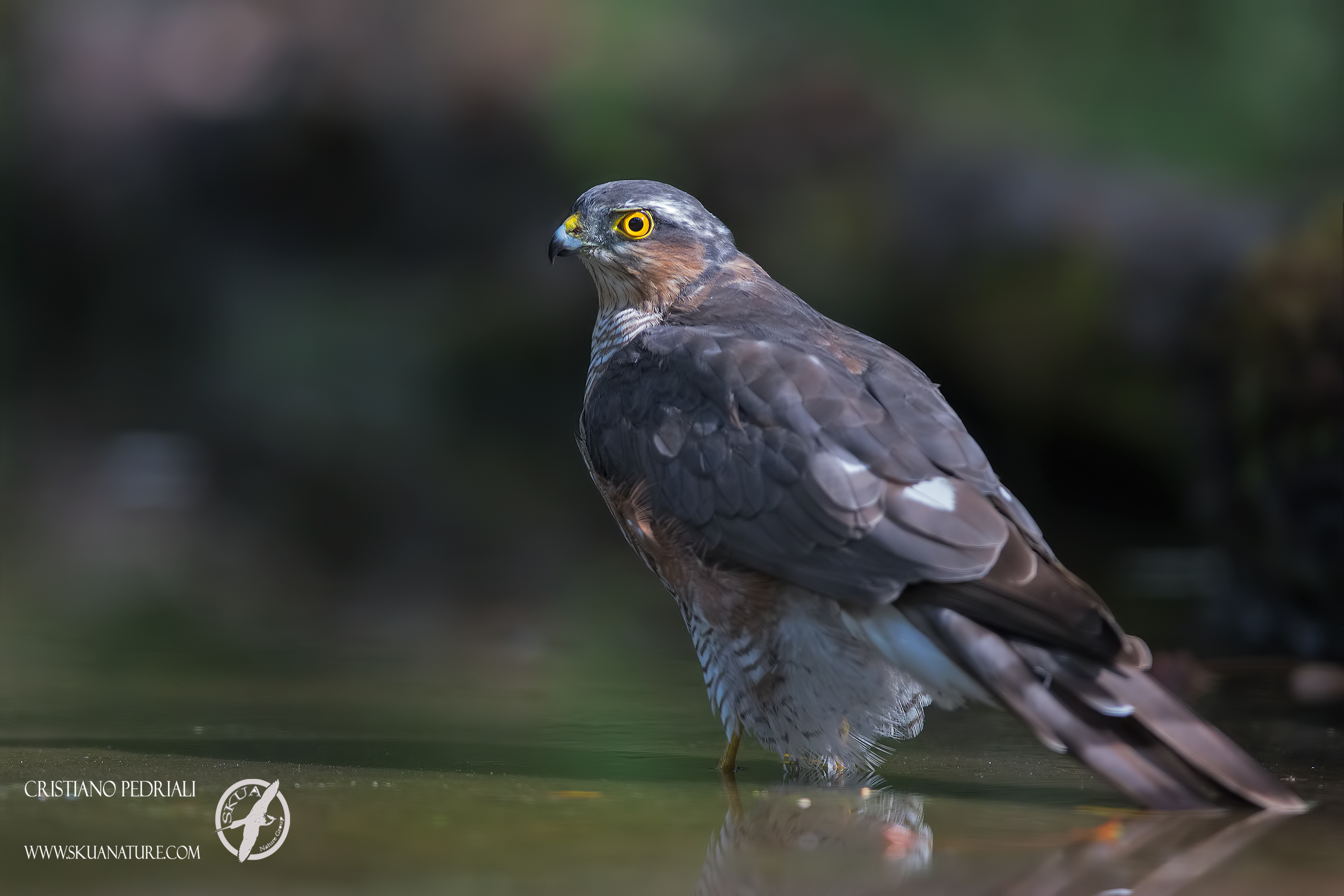 Sparviere .. between the rays of light ..