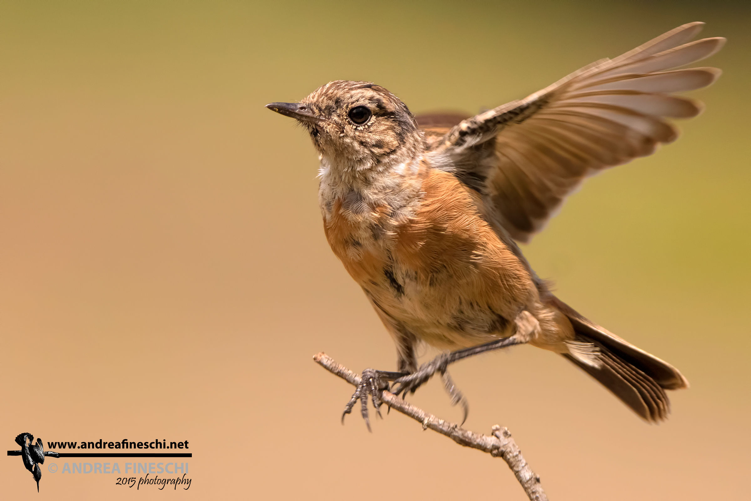 Giovane saltimpalo in atterraggio
