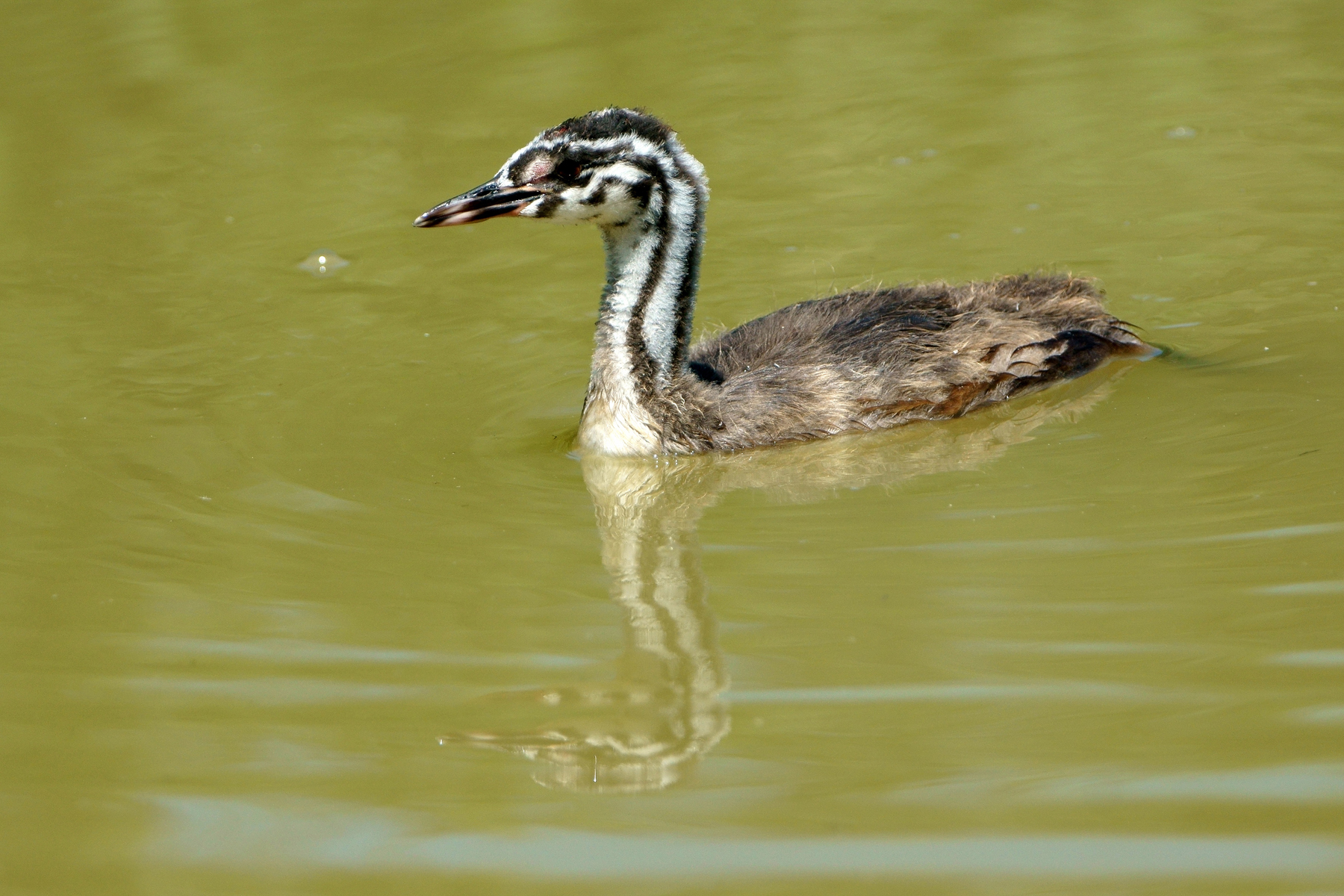 Grebe young