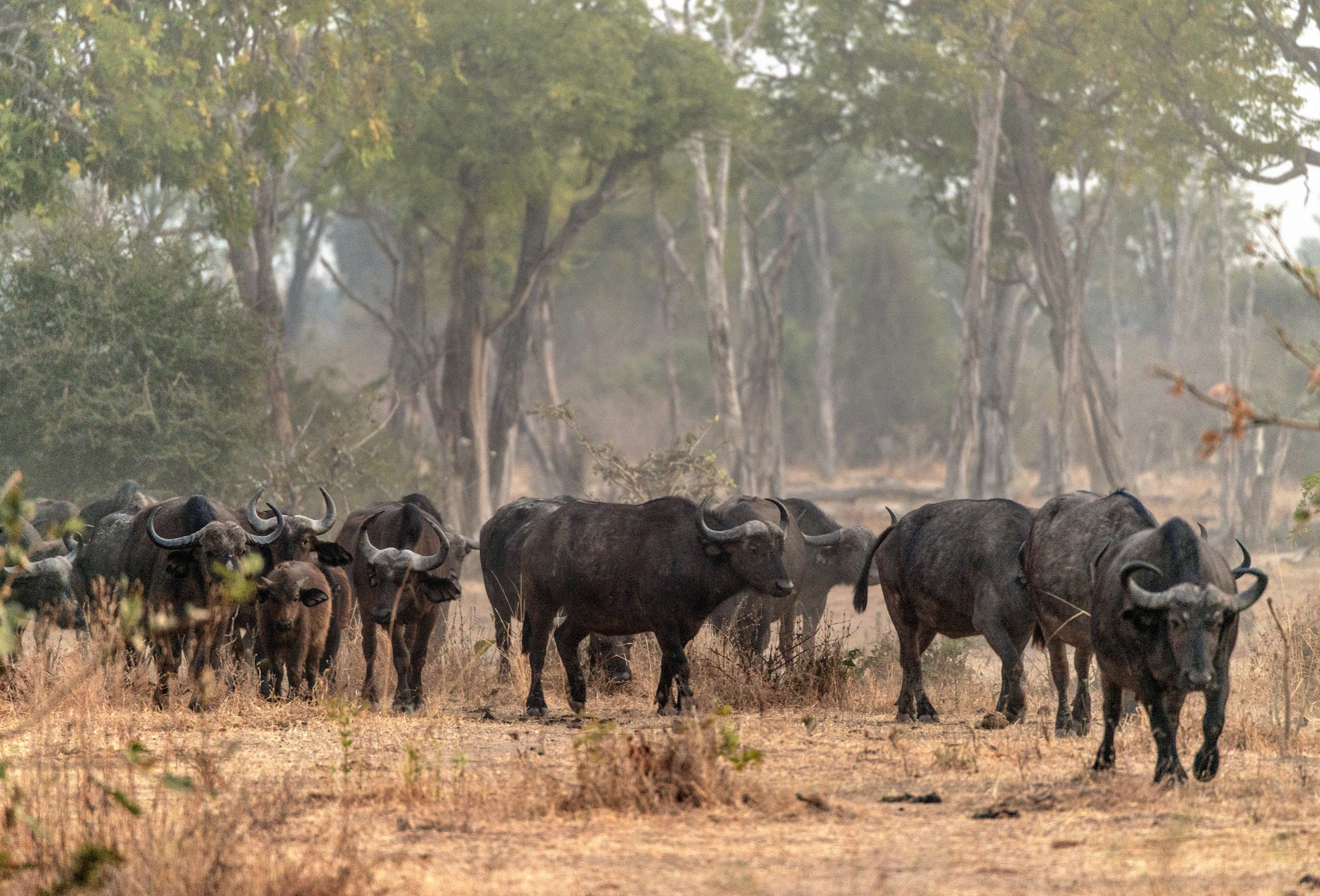 Zambia 2015 - Alle primissime luci