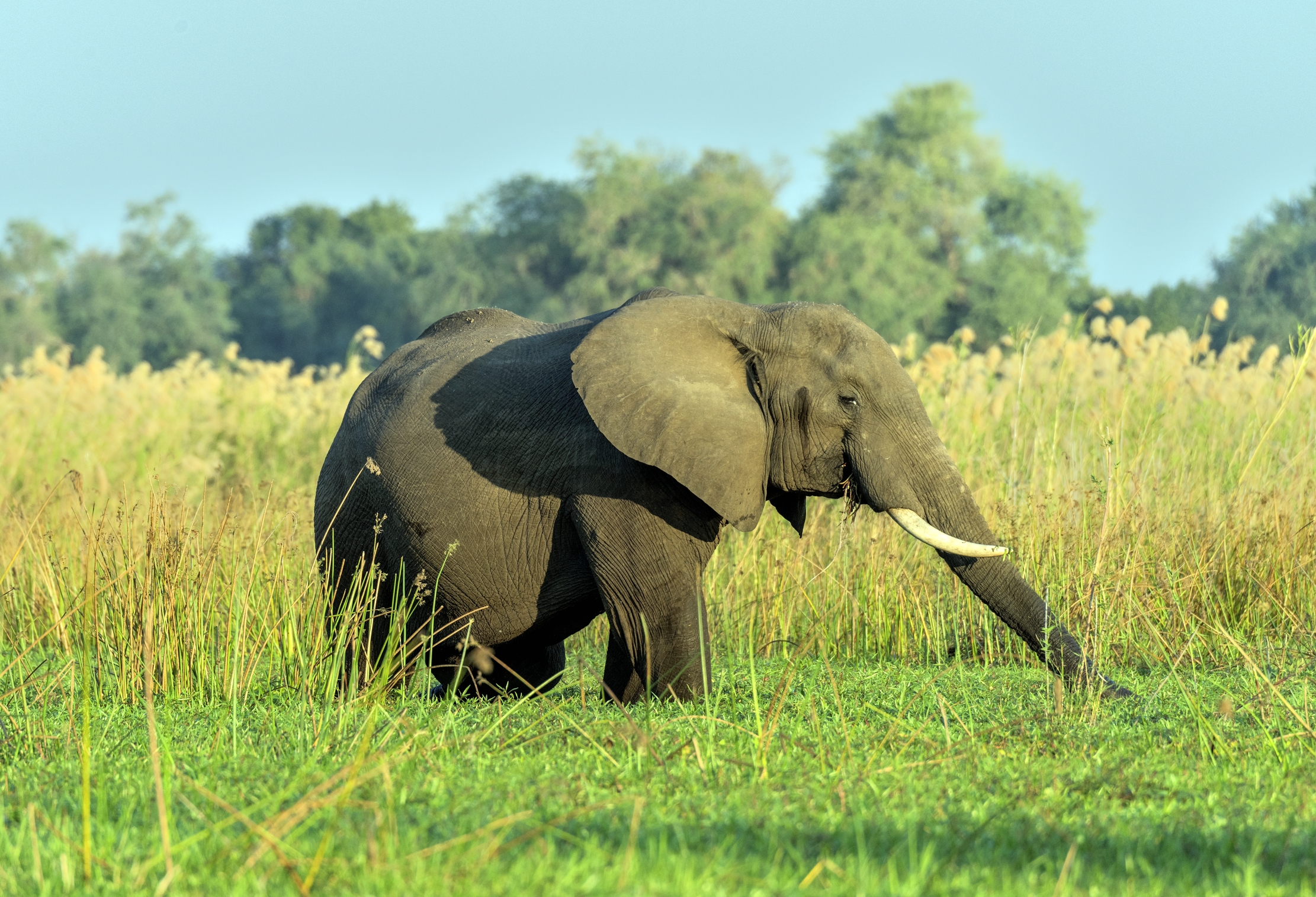 Zambia 2015 - Sullo Zambesi