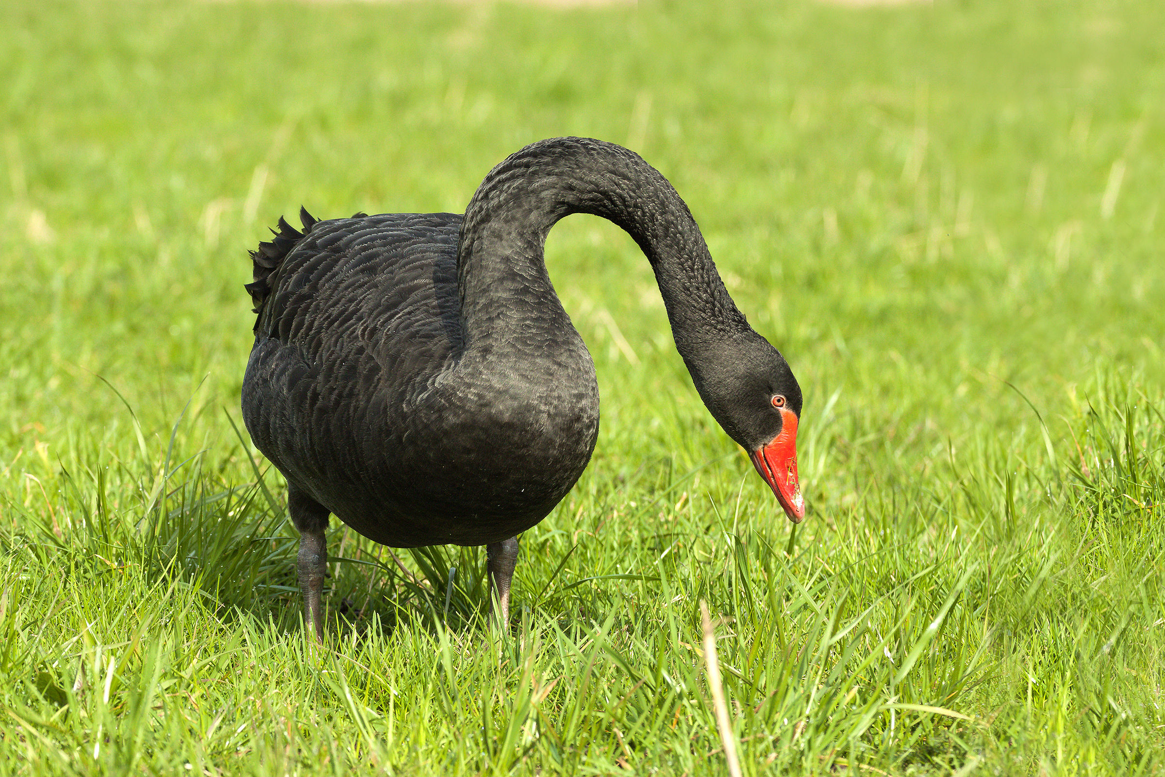 Black Swan