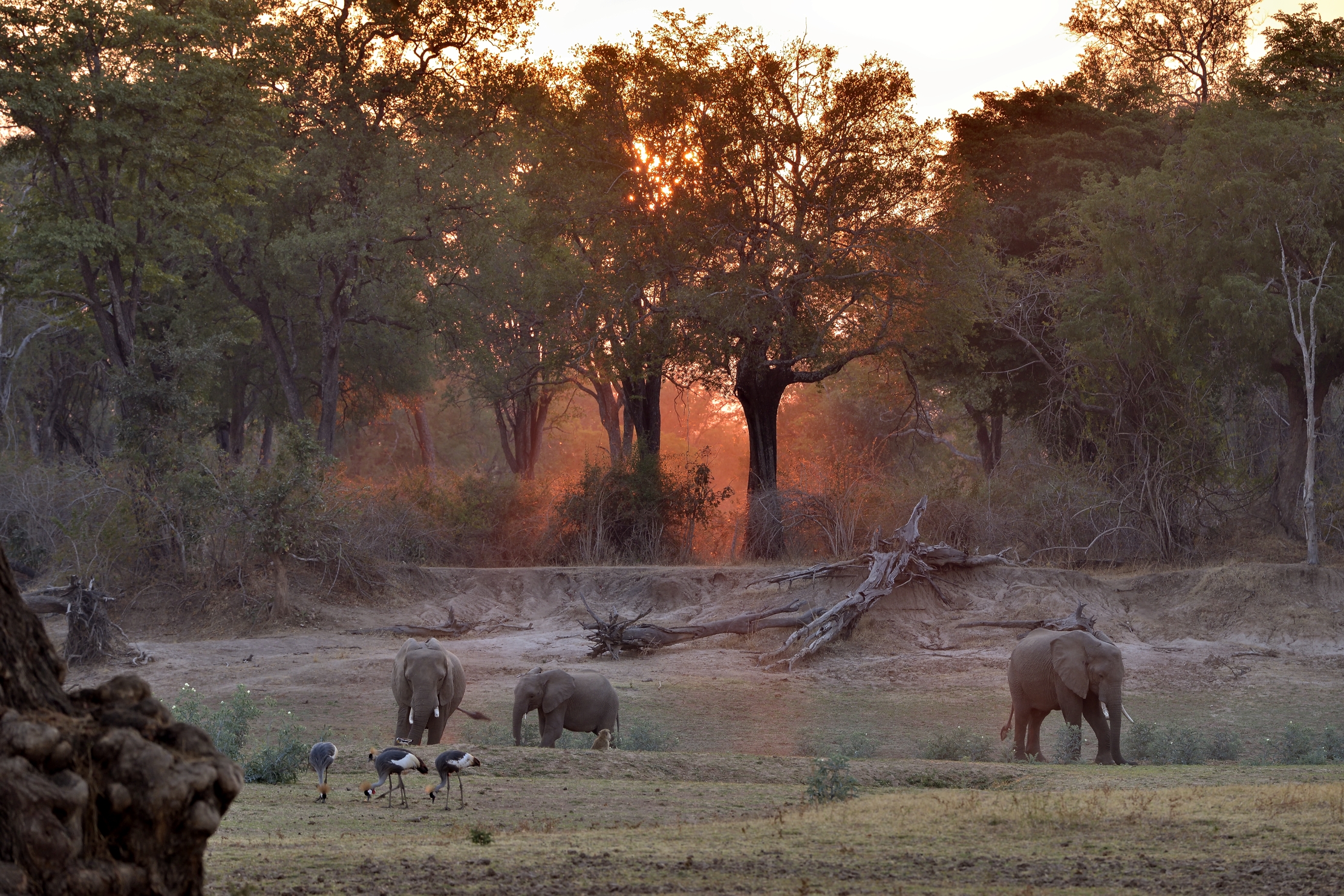 Zambia 2015 - Al tramonto sul Luangwa