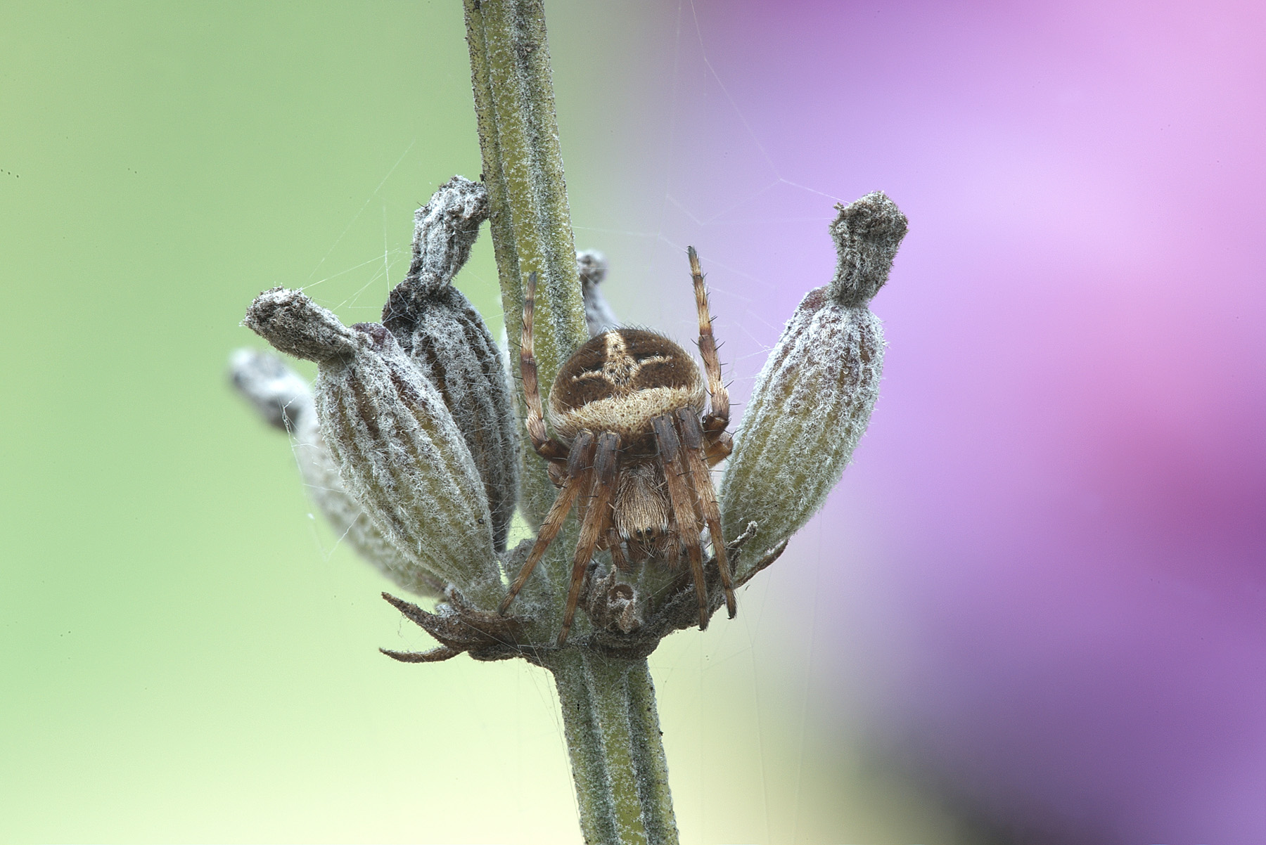 il ragno e la lavanda