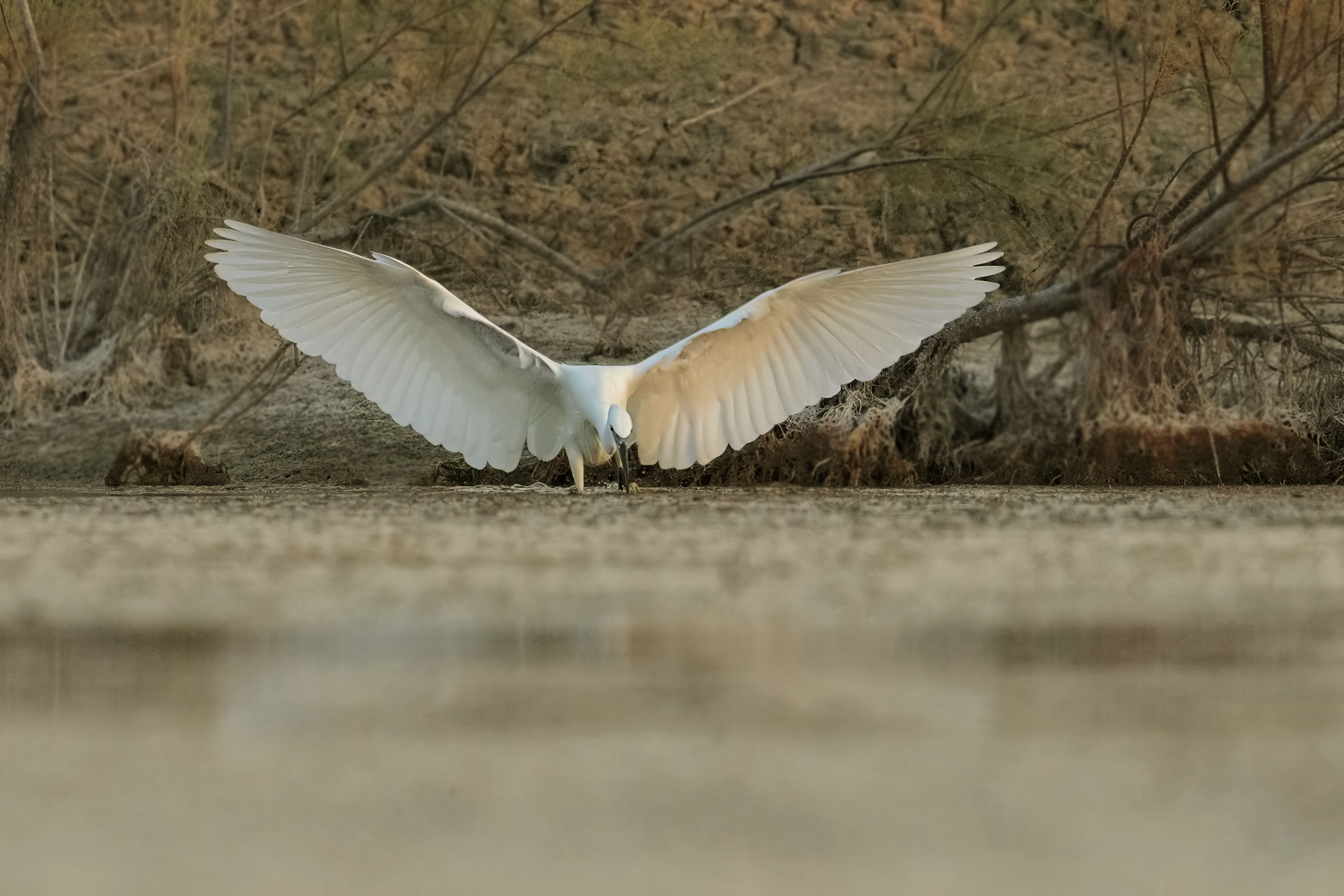 egret ... almost night!