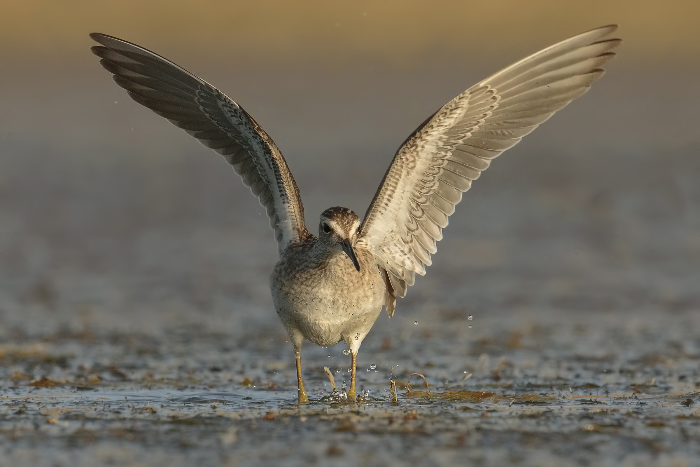 sandpiper boschereccio