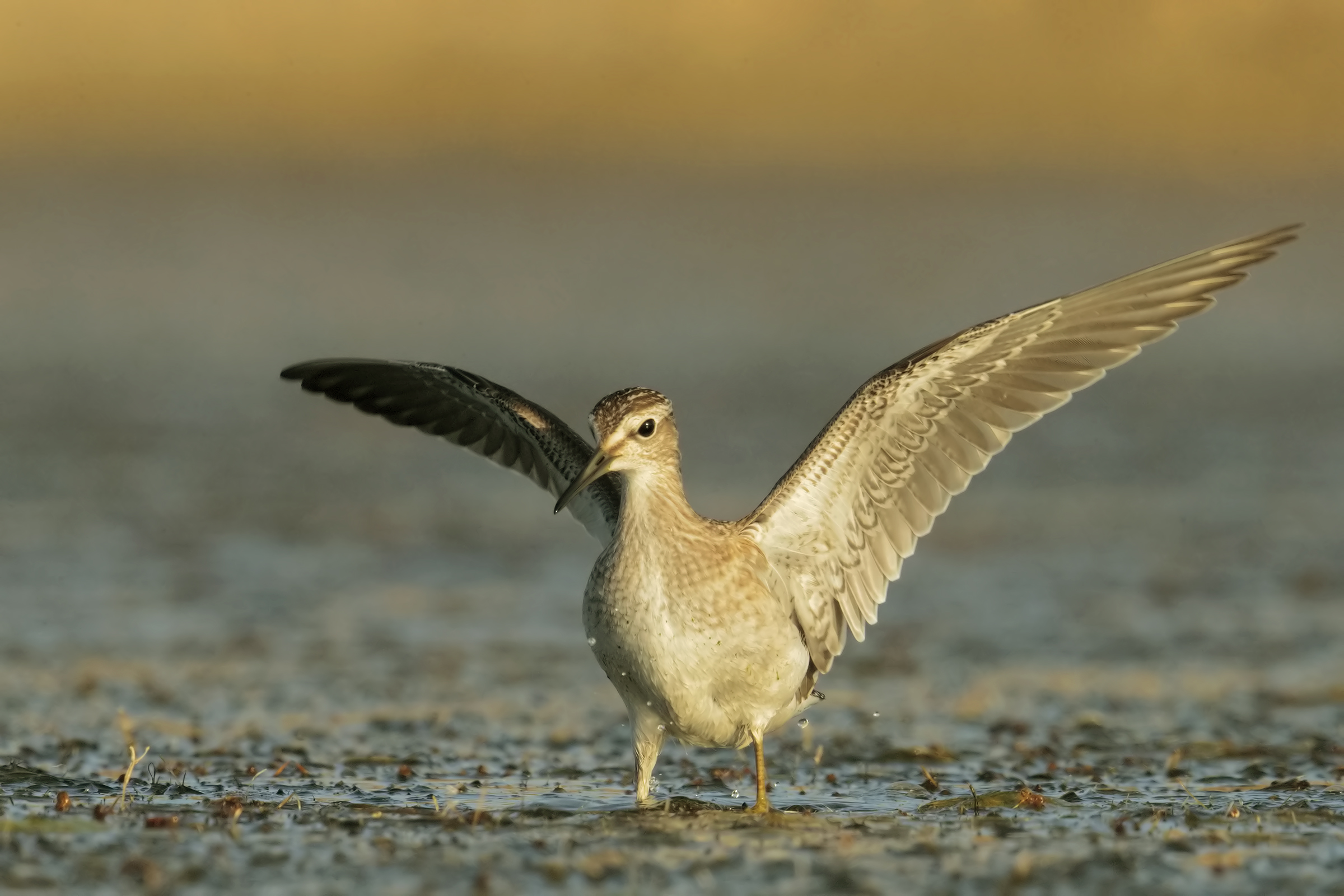 sandpiper boschereccio