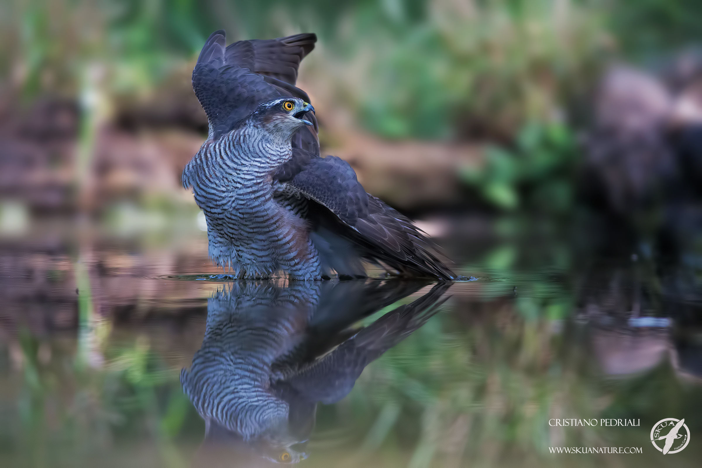 Sparrowhawk posing plastic ...