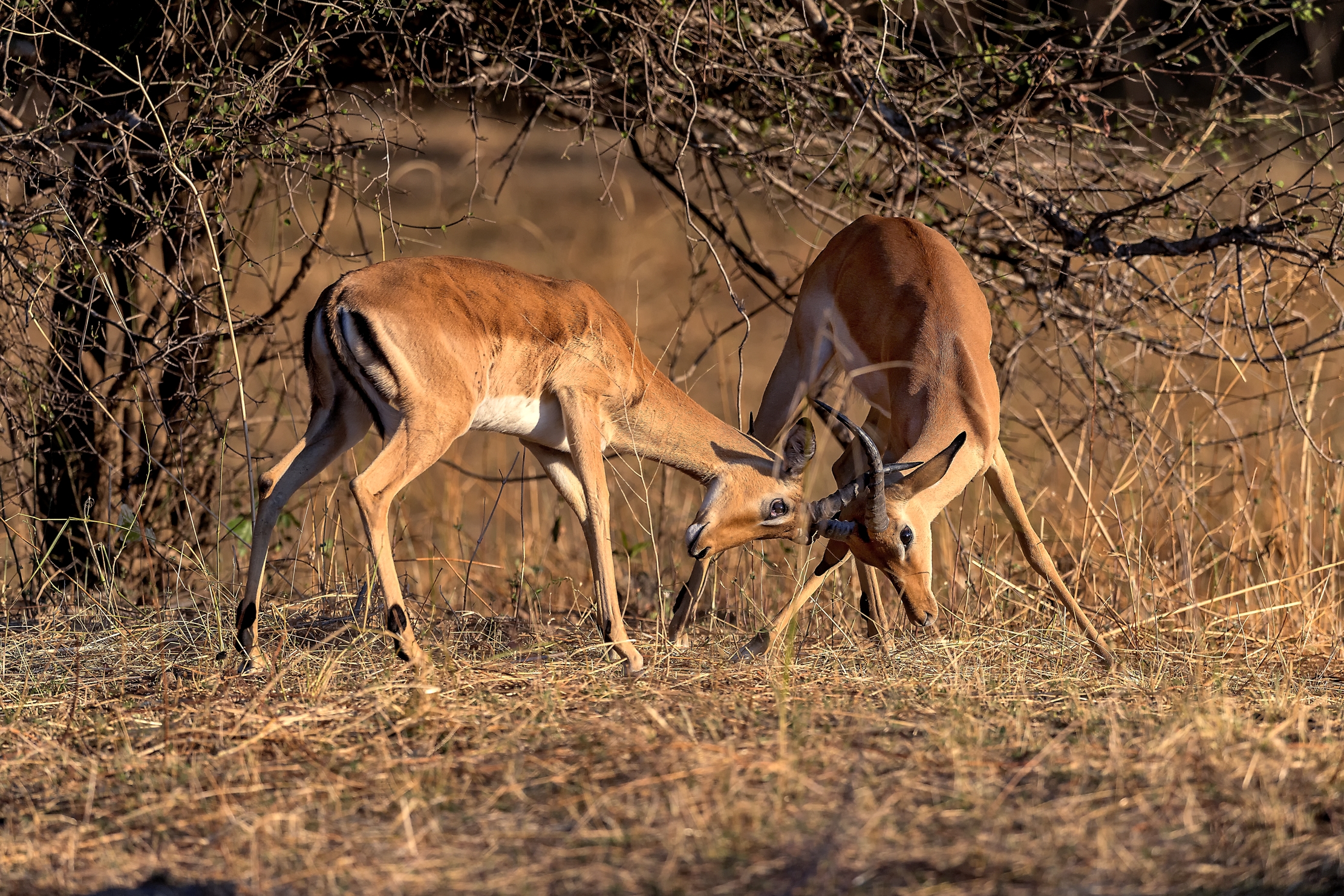 Zambia 2015 - Fioretto