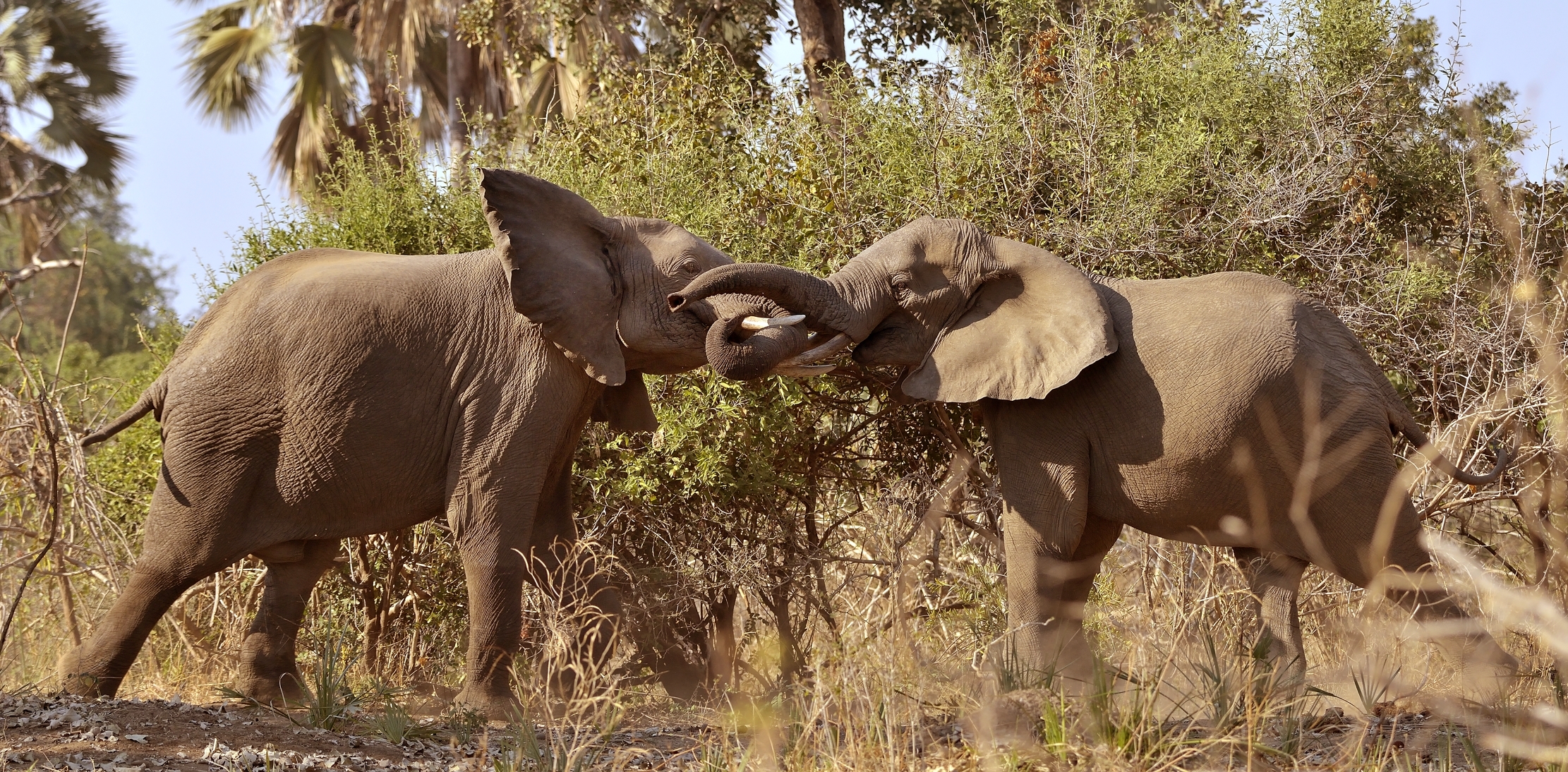 Zambia 2015 - Confronti