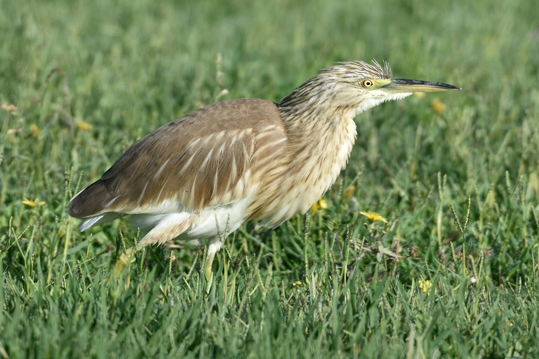Young Squacco Heron (Ardeola ralloides)
