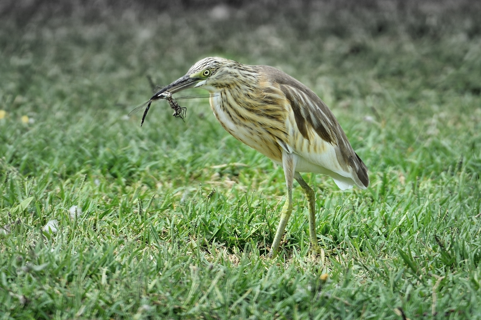 La Sgarza con la Libellula