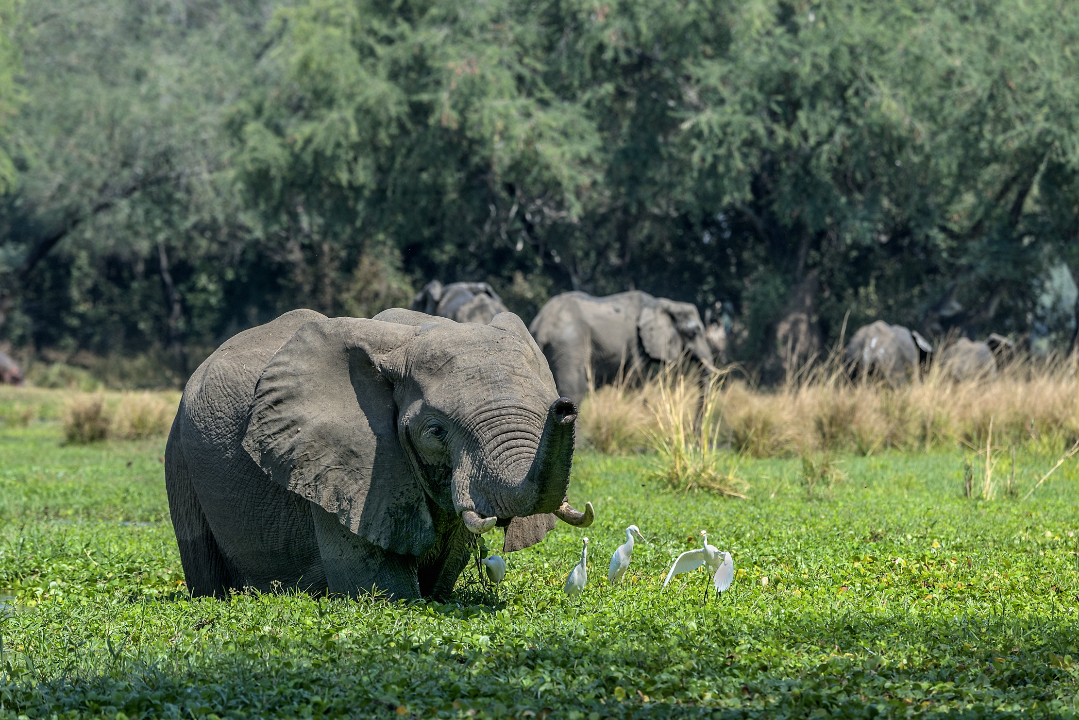 Zambia 2015 - Lower Zambesi