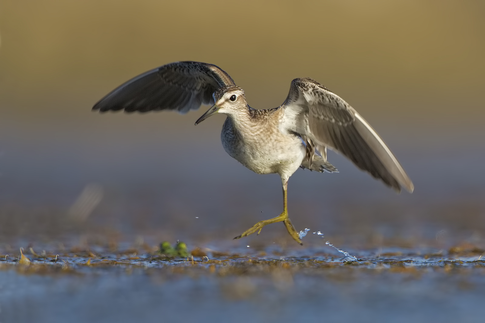 Wood Sandpiper