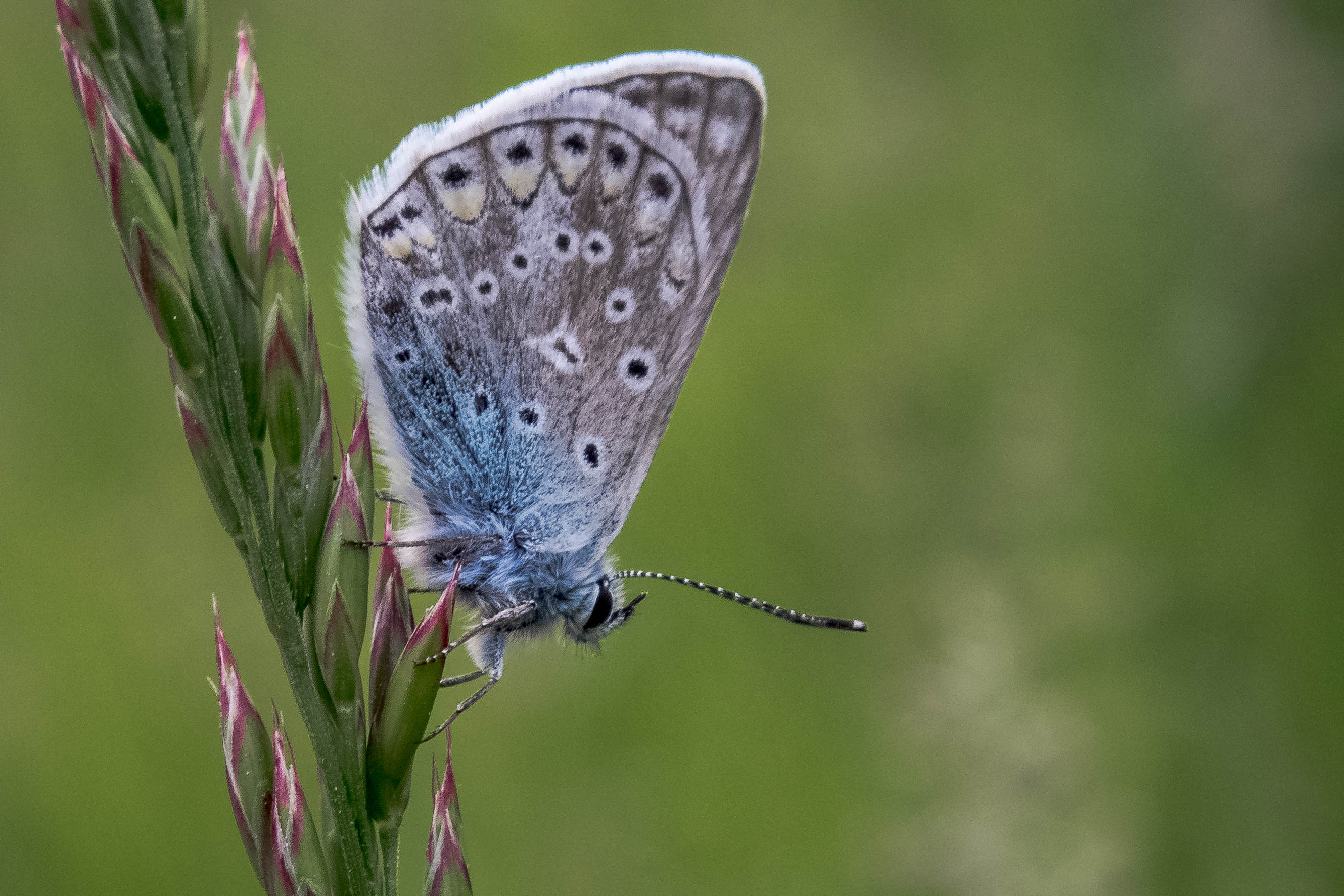 Polyommatus Eros
