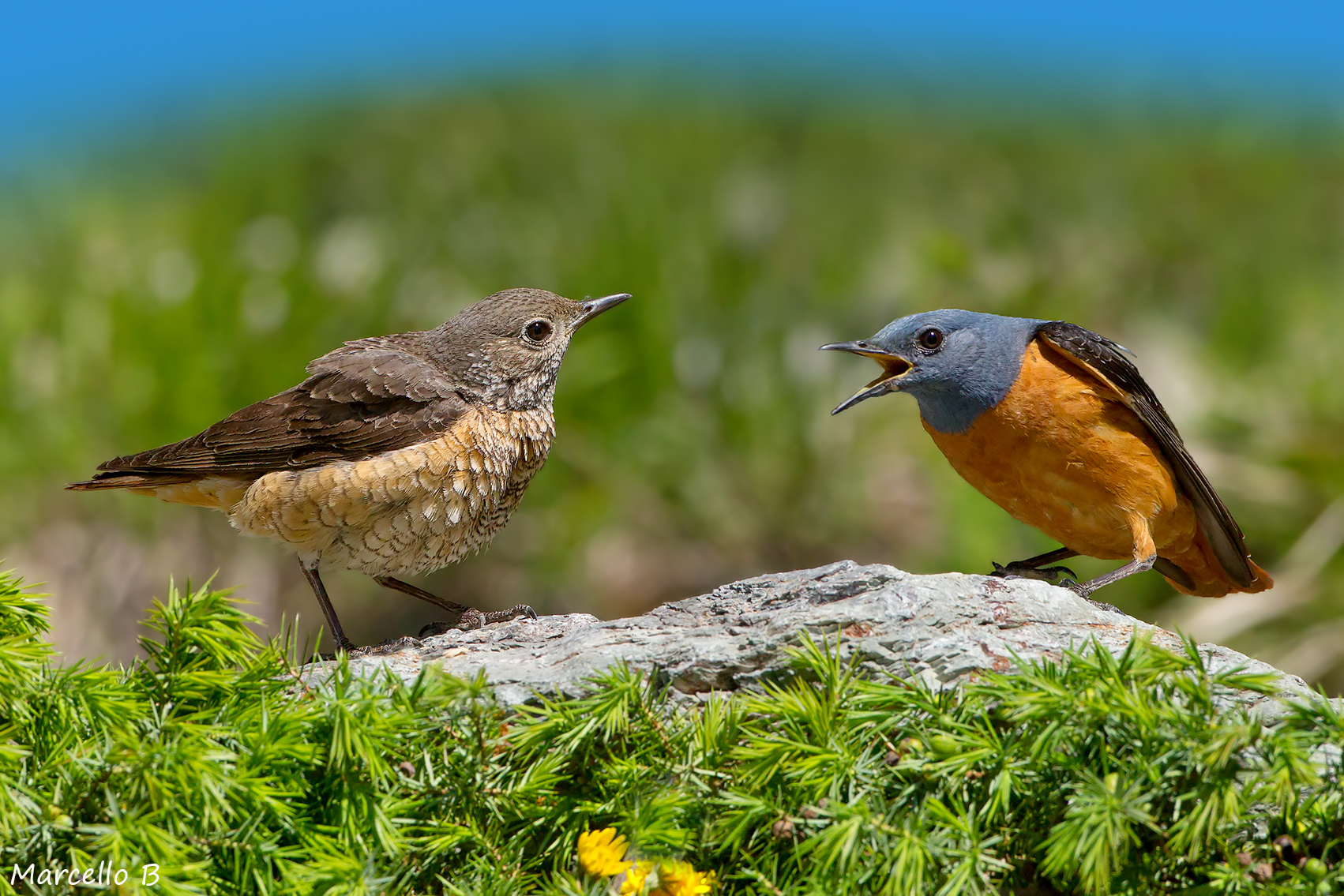 Clarifications parental - redstart - Apuan Alps.