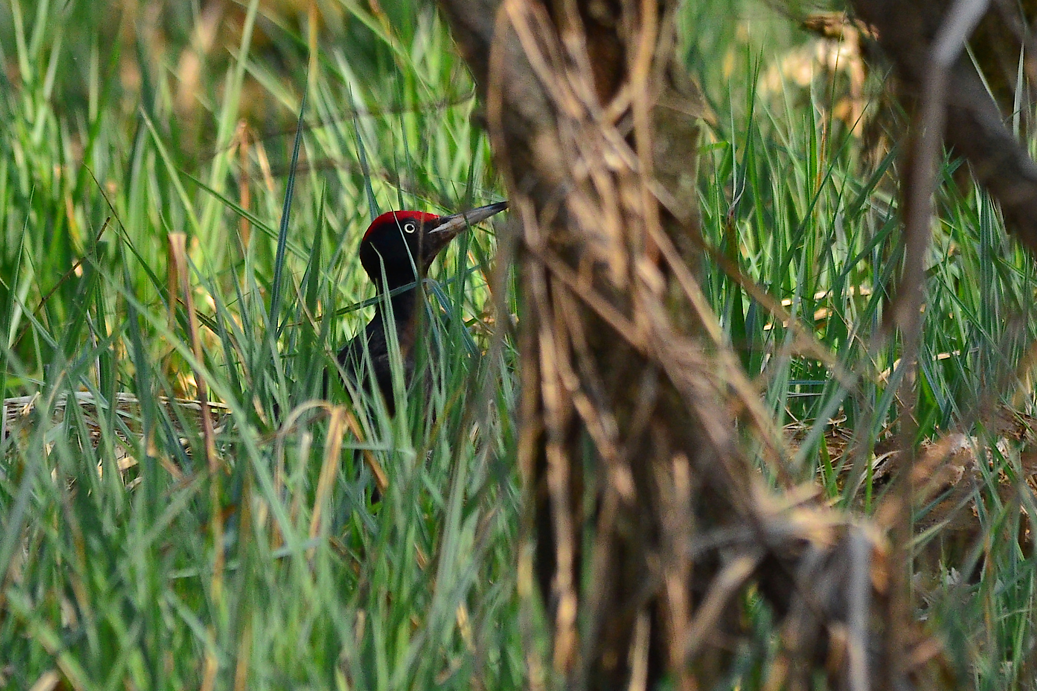 Among tufts of grass