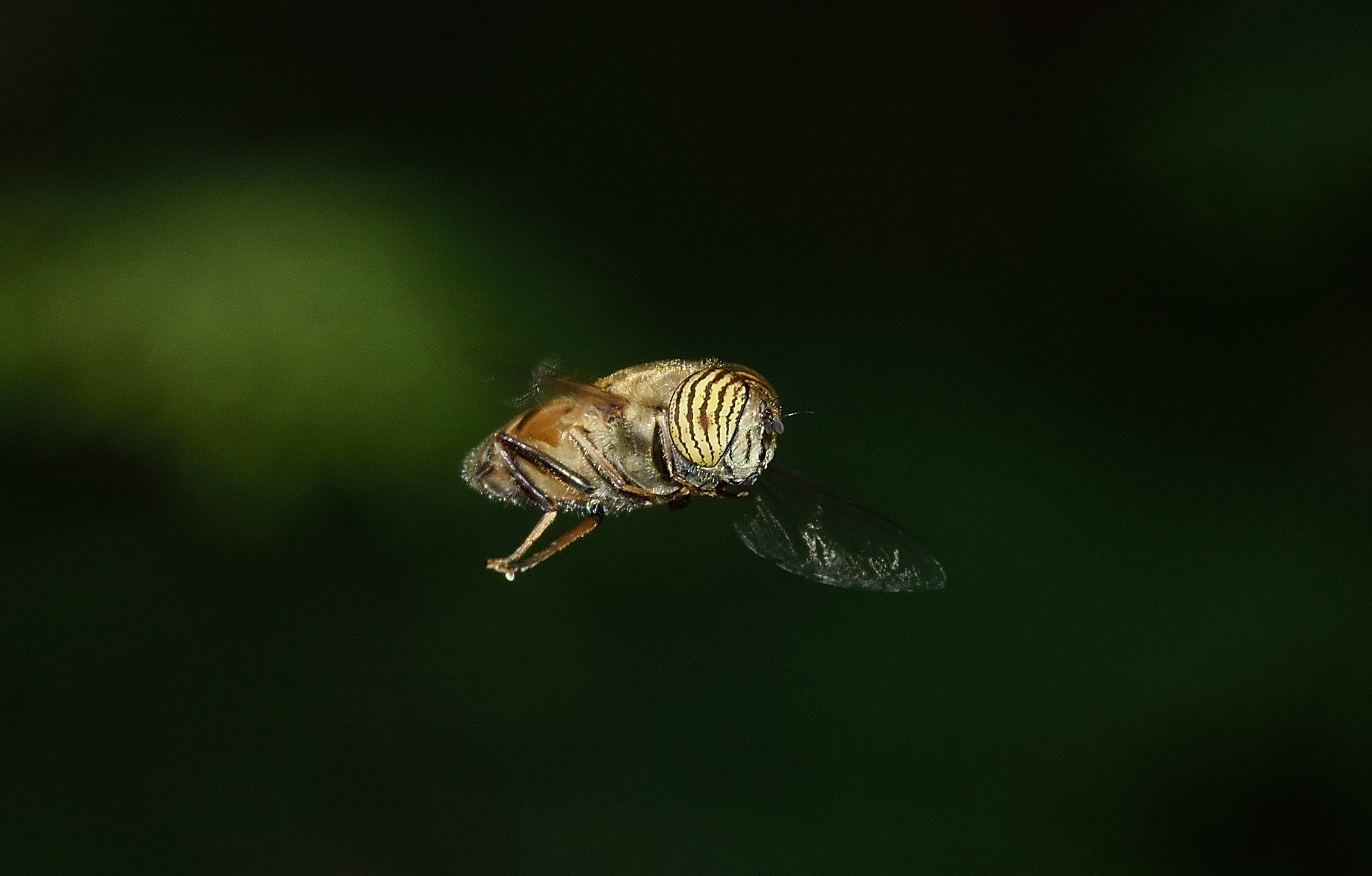 Eristalinus taeniops