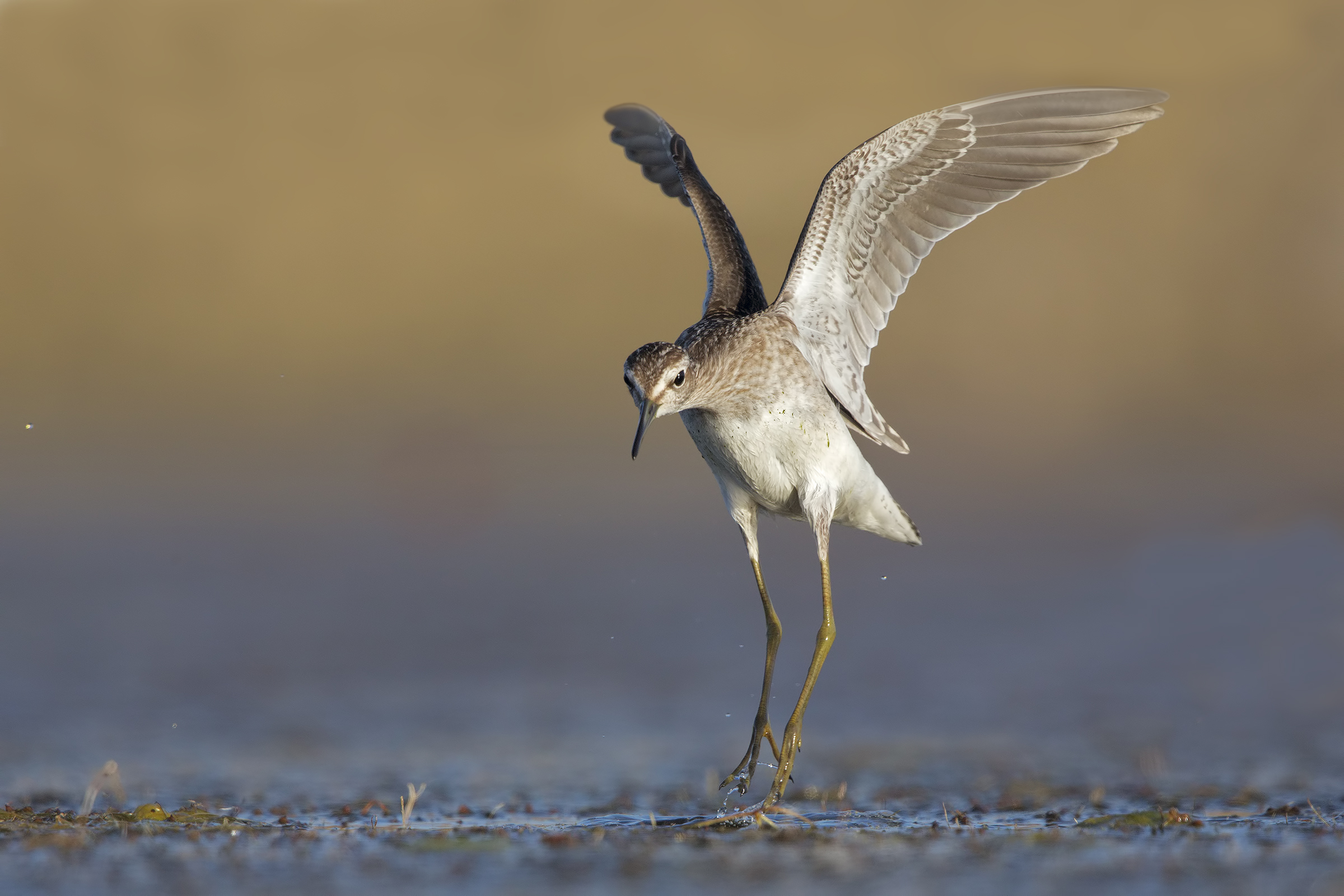 Wood Sandpiper