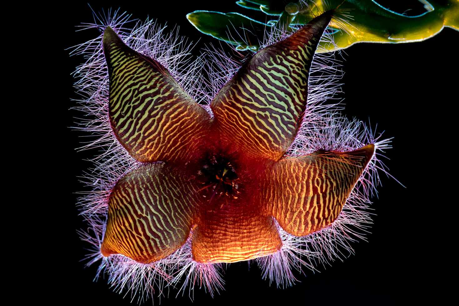 stapelia