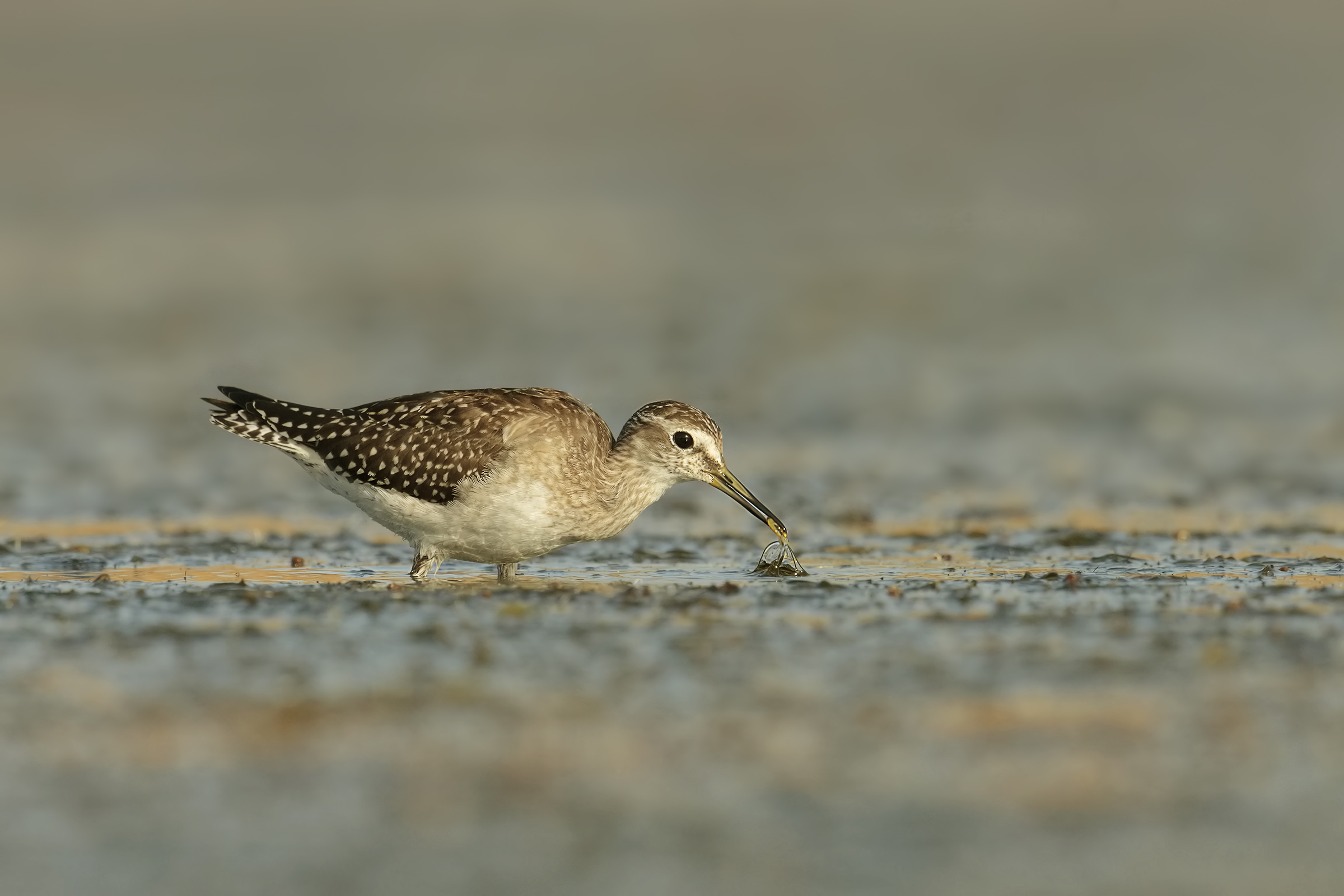 Wood Sandpiper