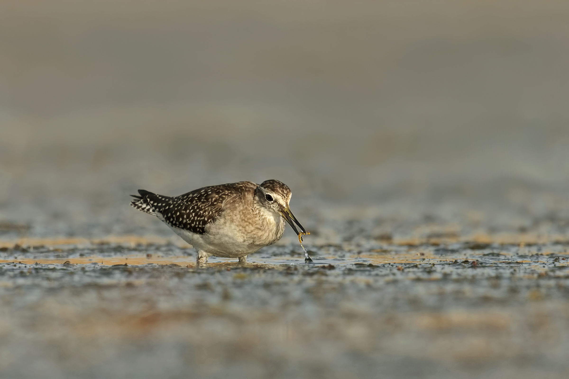 Wood Sandpiper