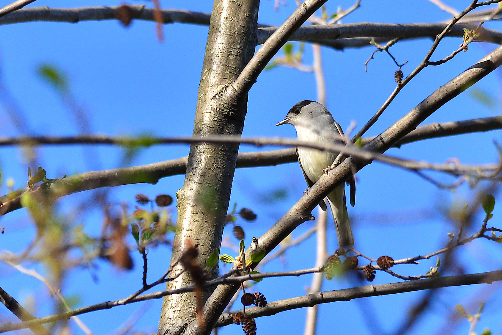 Blackcap Gaze