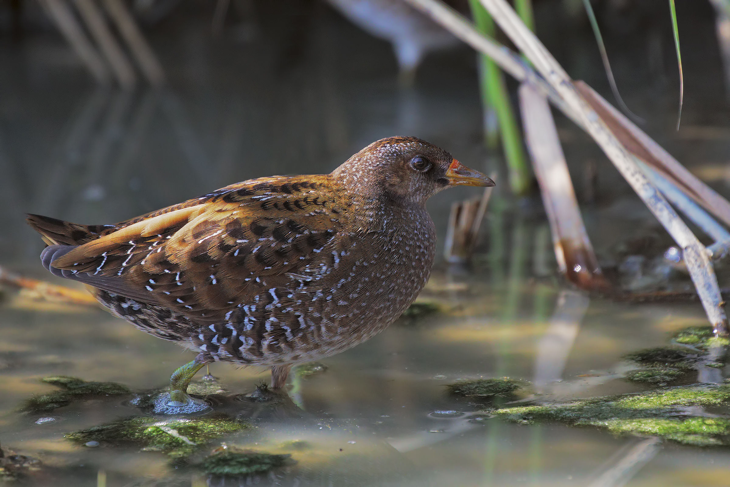 Un raggio di luce nel canneto ed è uscito il voltolin...