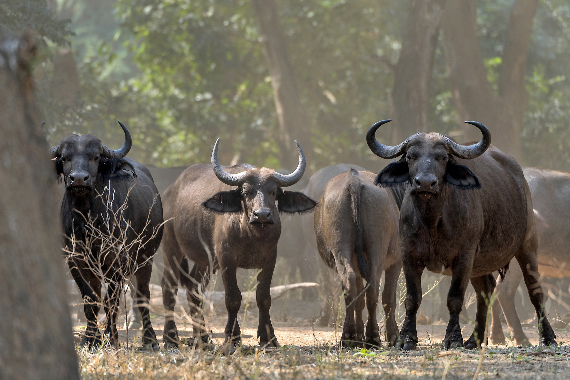 Zambia 2015 - Lower Zambesi