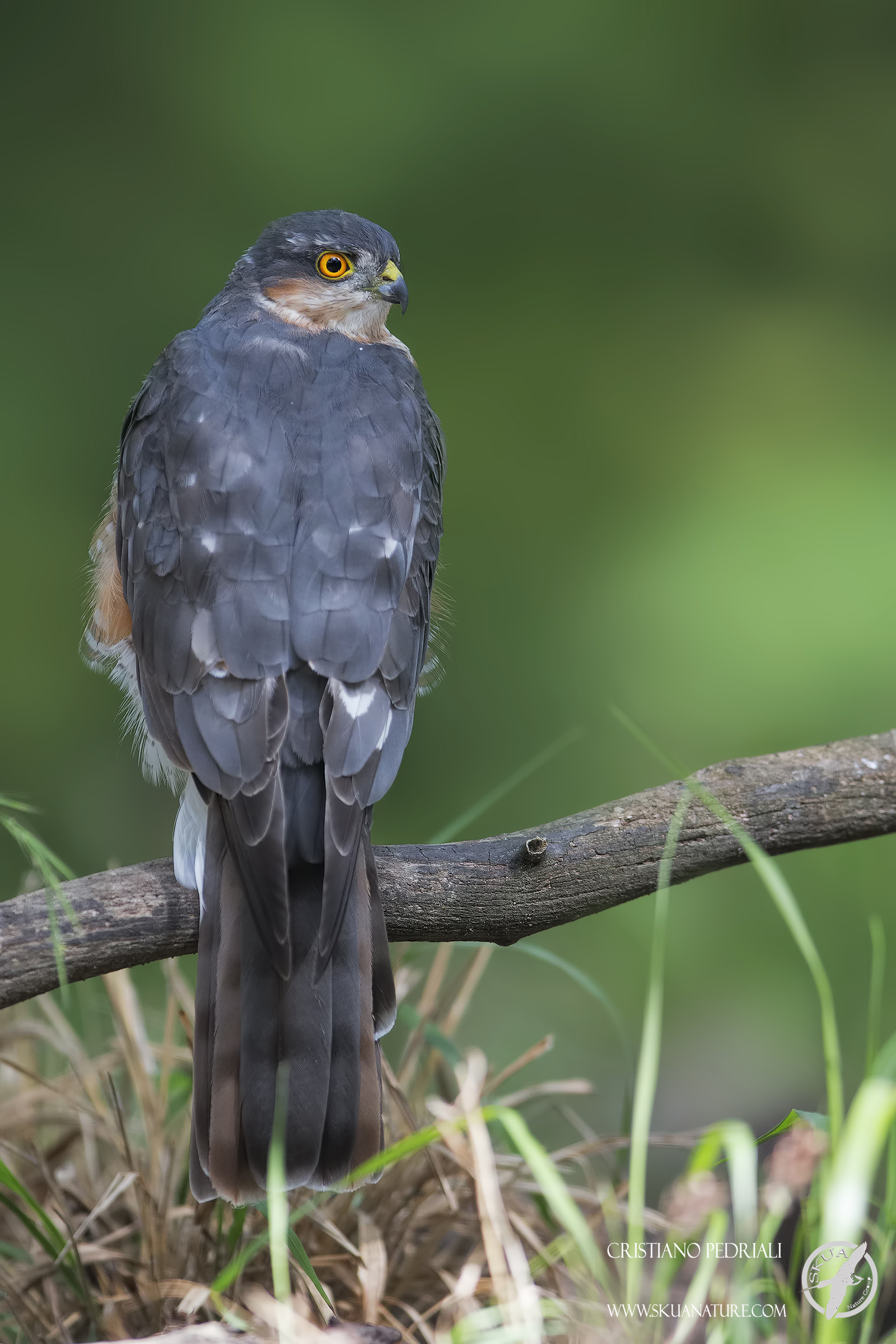 Sparrowhawk adult male on the perch ...
