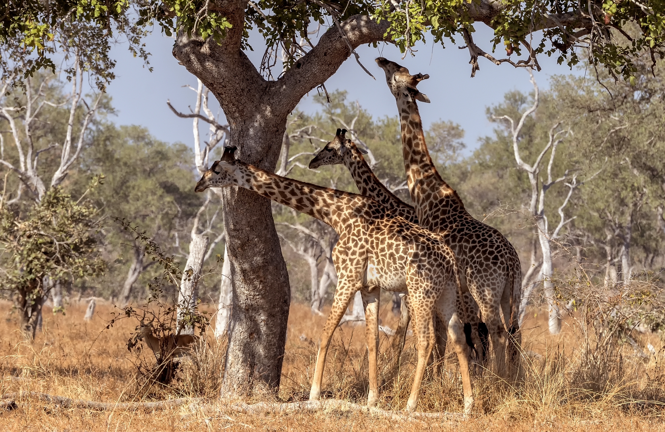 Zambia 2015 - Sotto l'albero