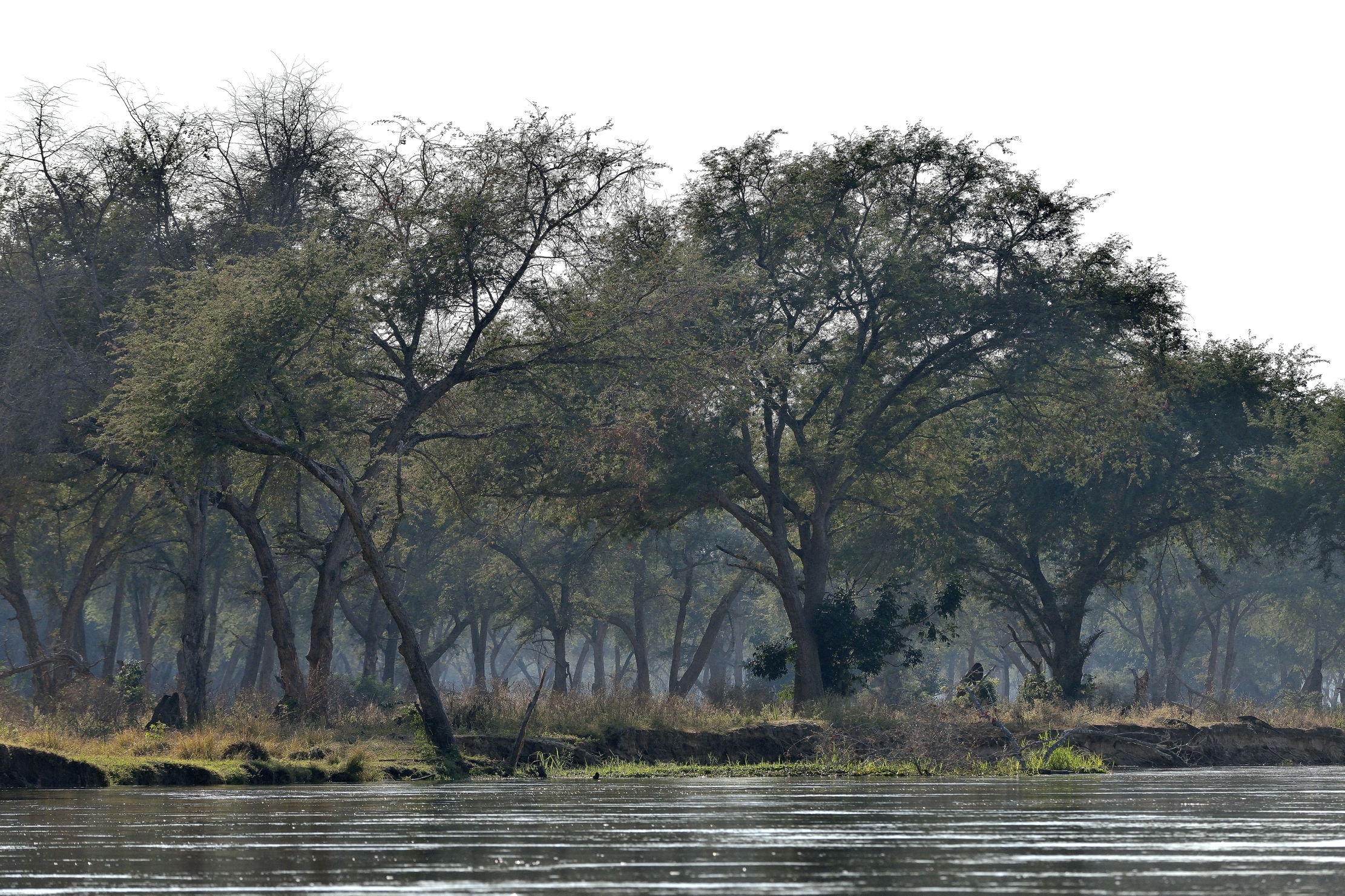 Zambia 2015 - Sul Lower Zambesi