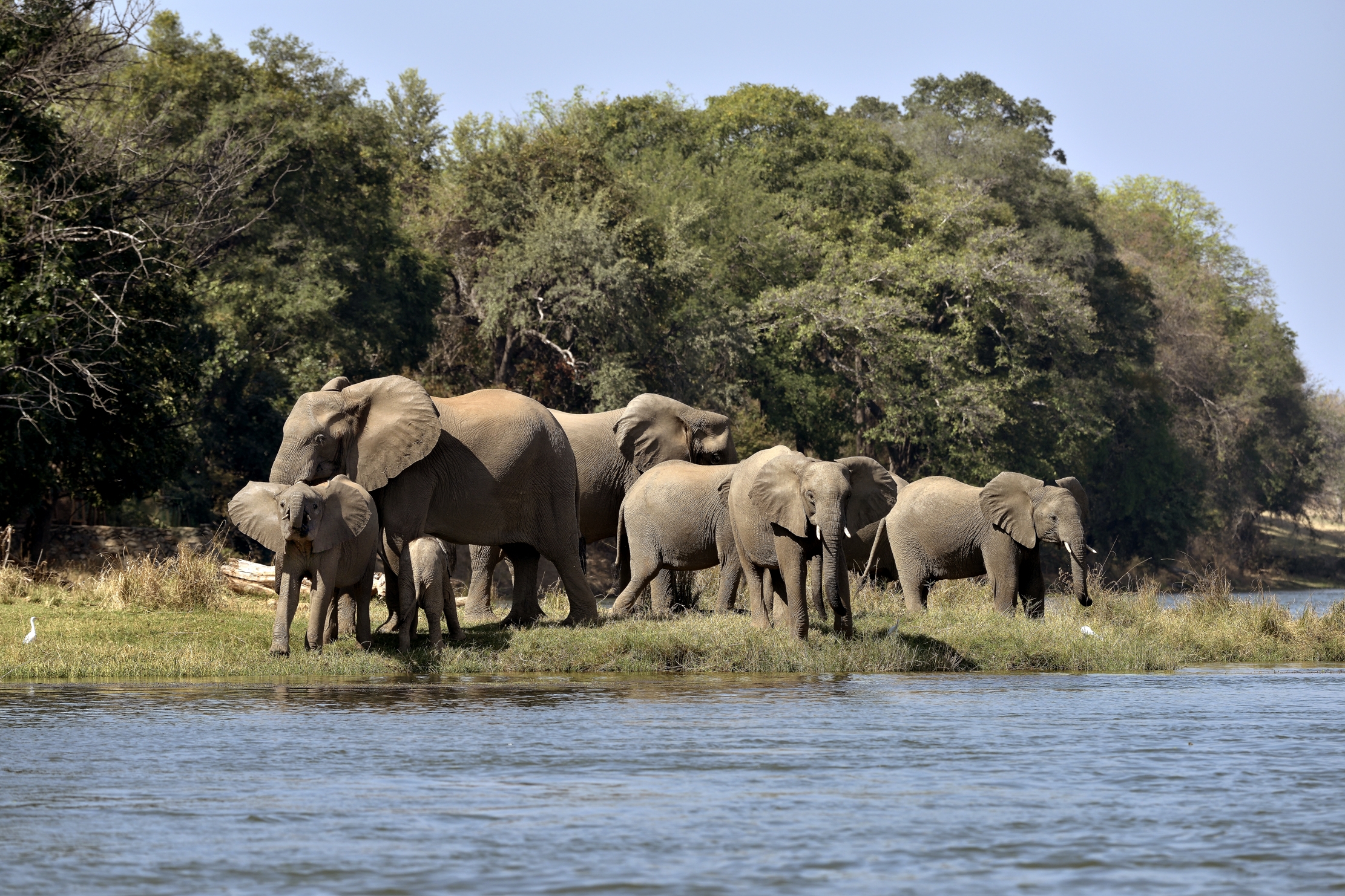 Zambia 2015 - Sul Lower Zambesi