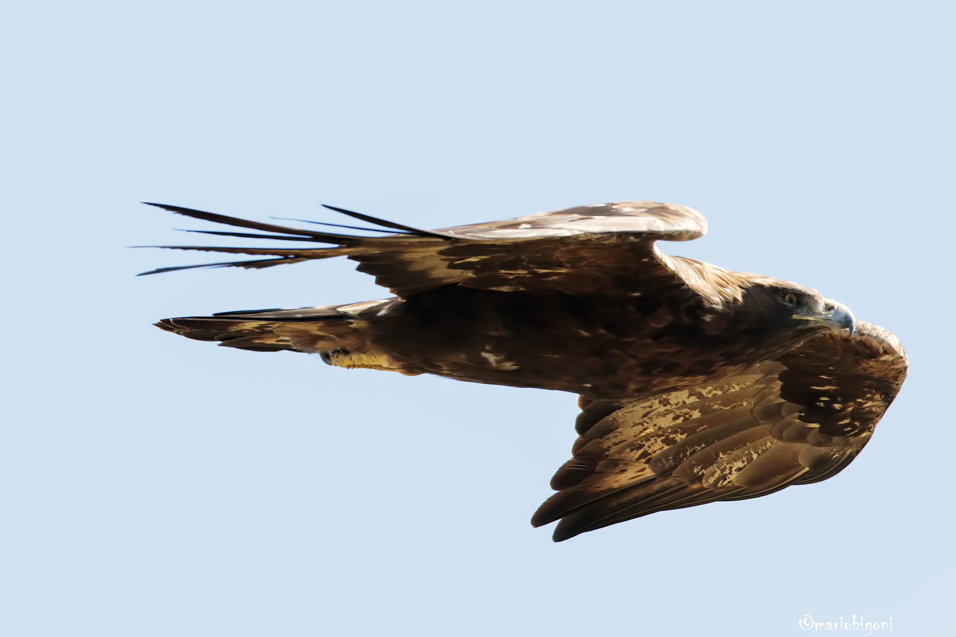 Golden eagle pitch Garezzo