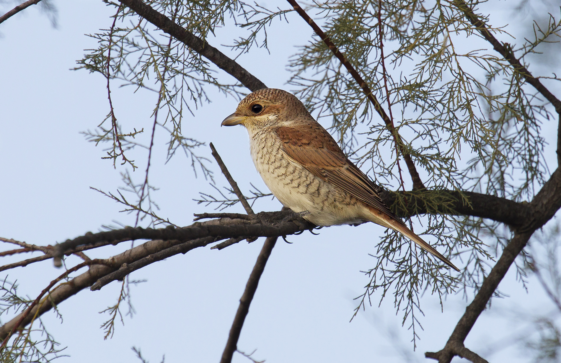 Averla P. giovane femmina