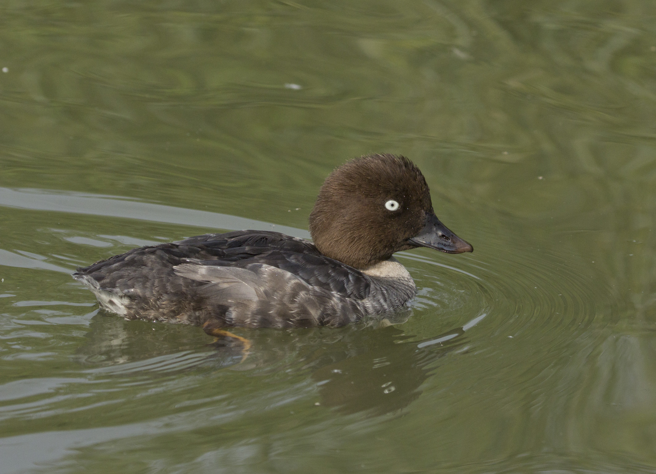 goldeneye, female juv