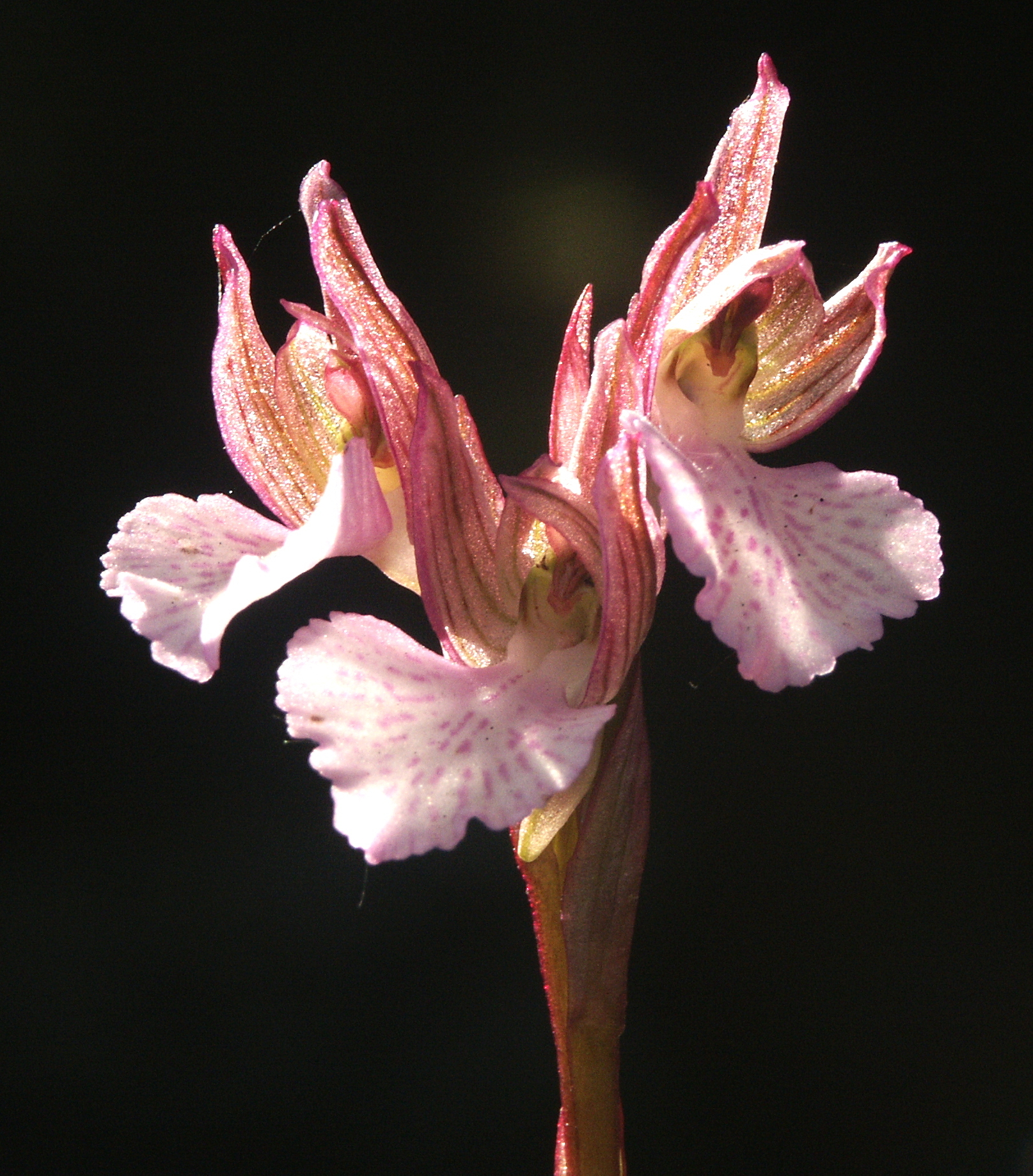 orchidea dei monti Iblei