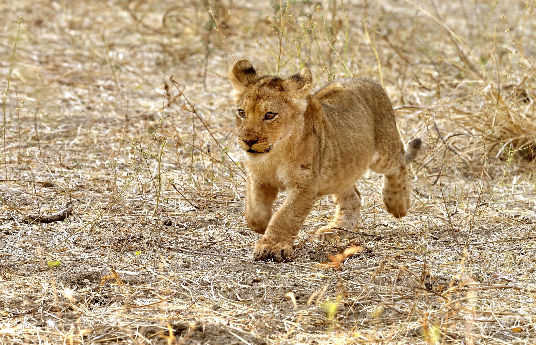 Zambia 2015 - Cucciolo