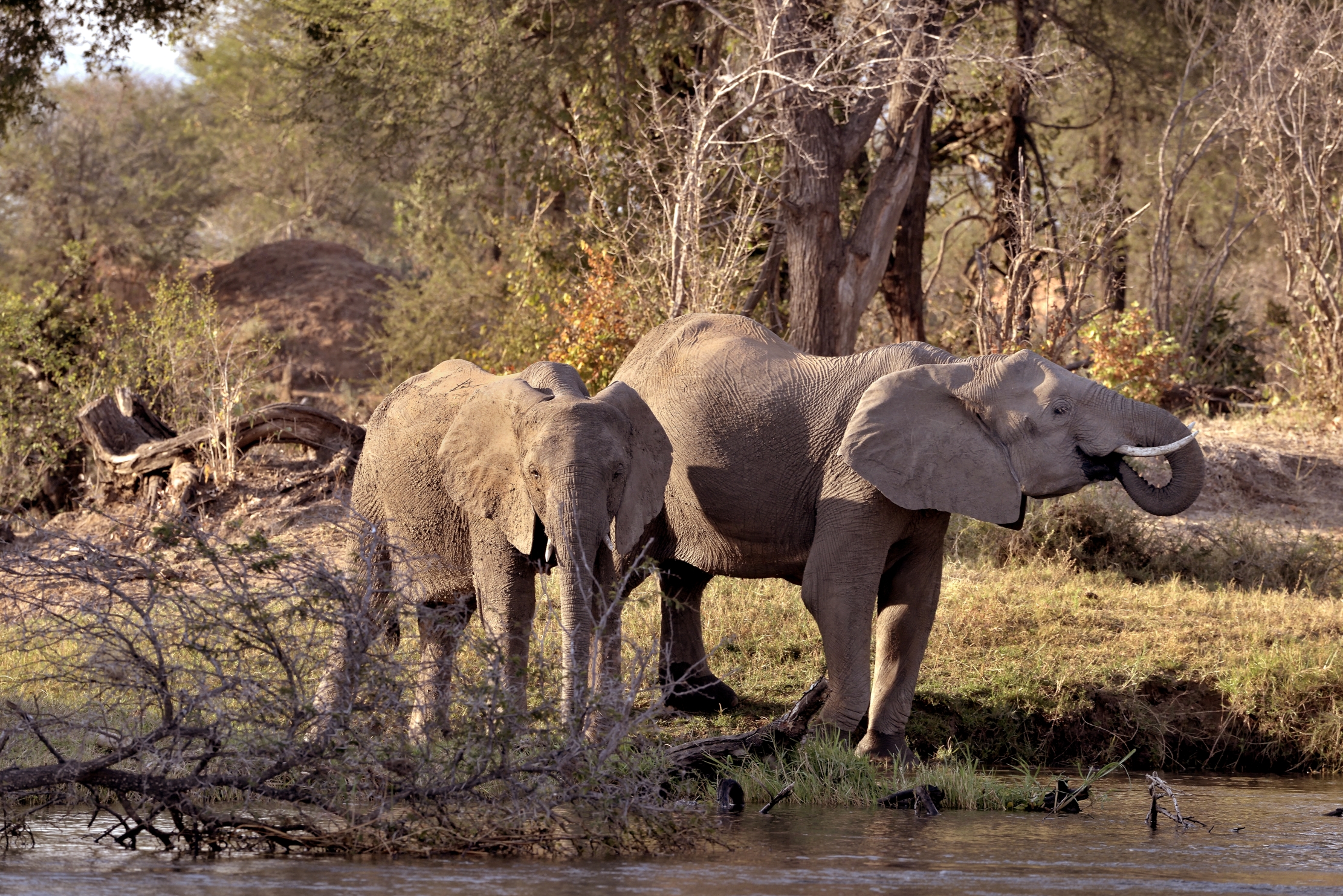 Zambia 2015 - Sul Lower Zambesi