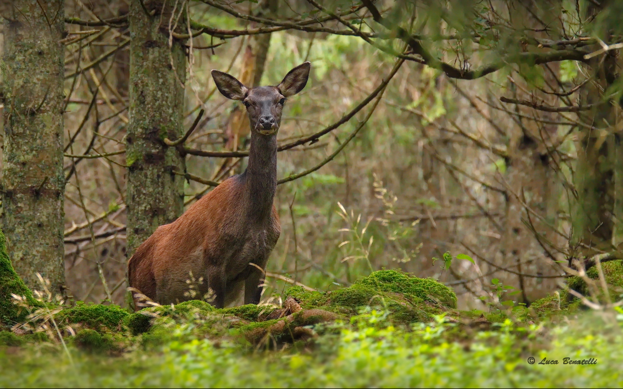 Nelle profondità della foresta