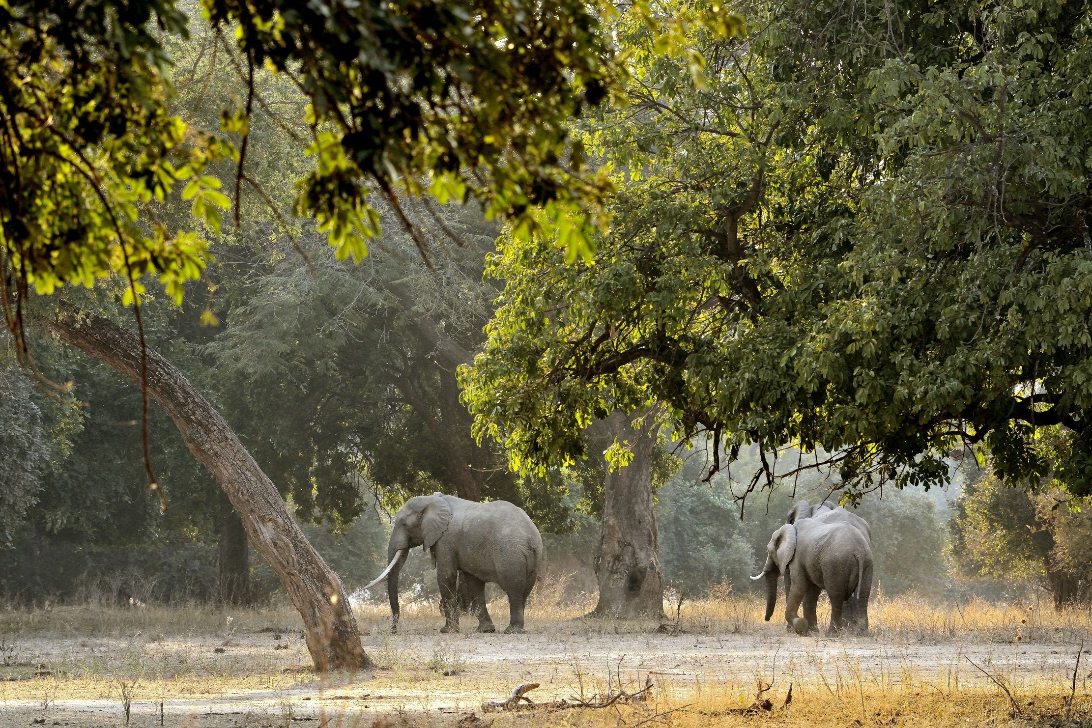 Zimbabwe 2015 - Mana Pools