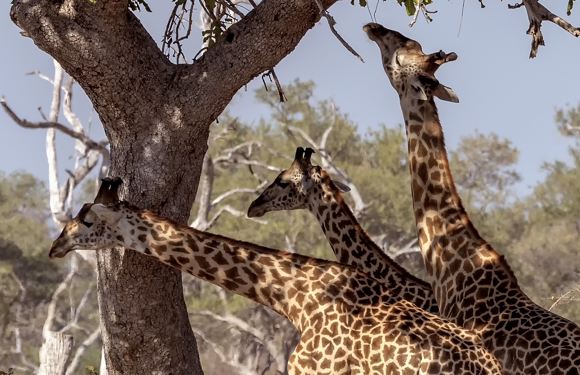 Zambia 2015 - Terzetto (variante)