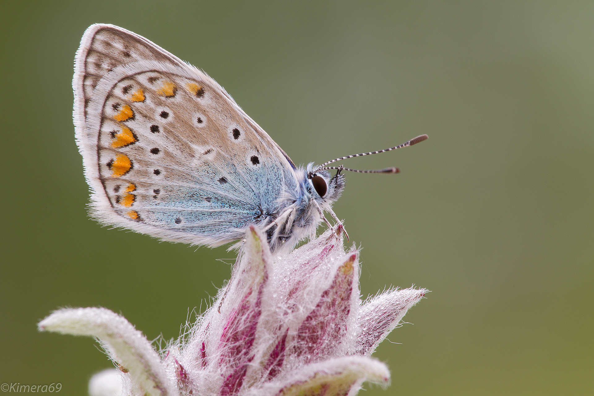 Lysandra Bellargus