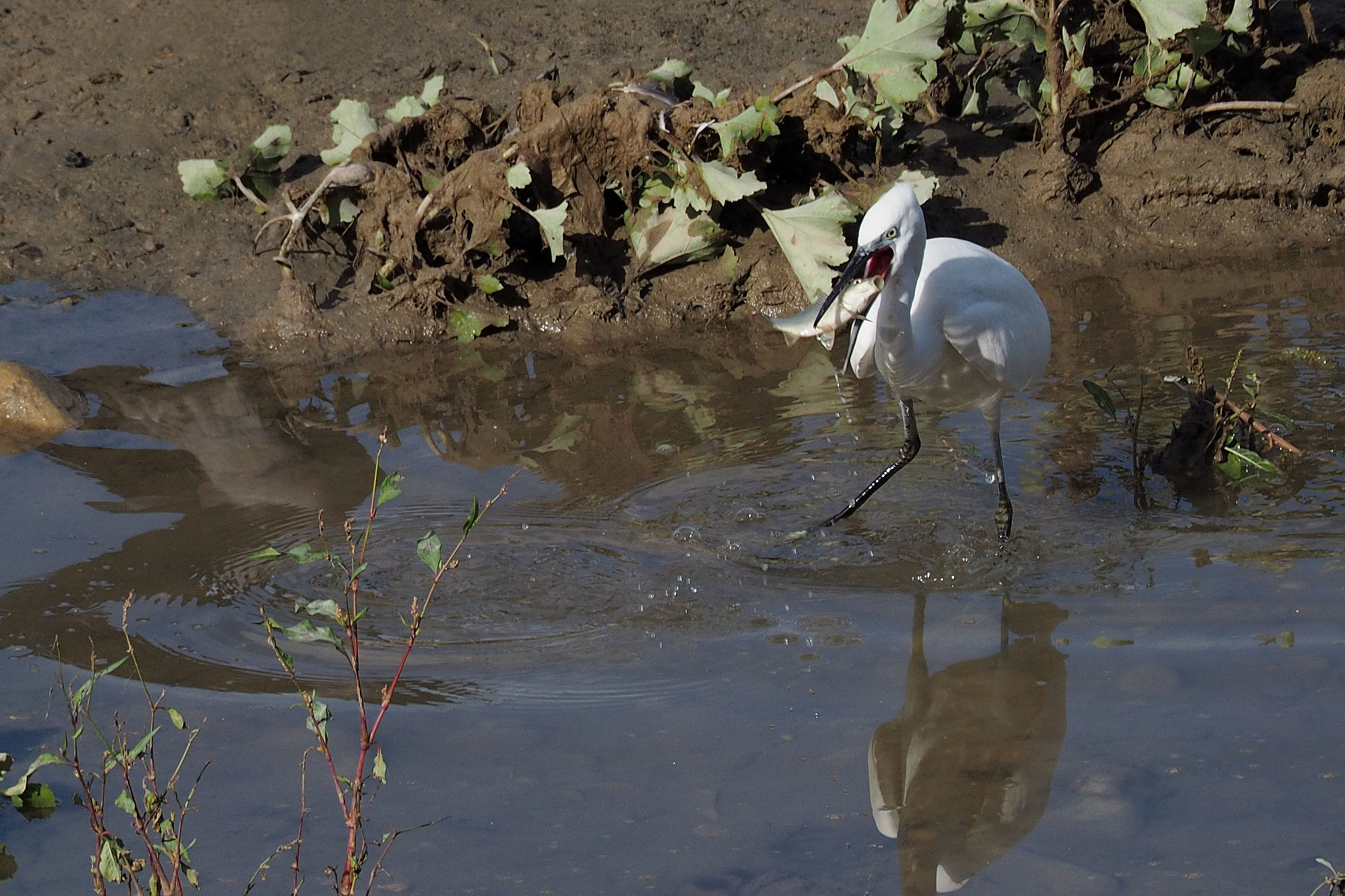 The meal of the Egret