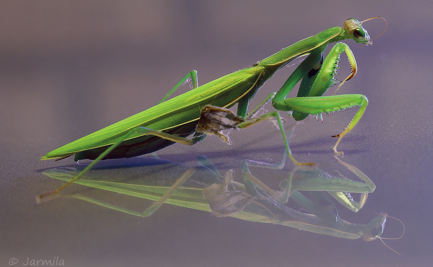 Riflesso della Mantide religiosa