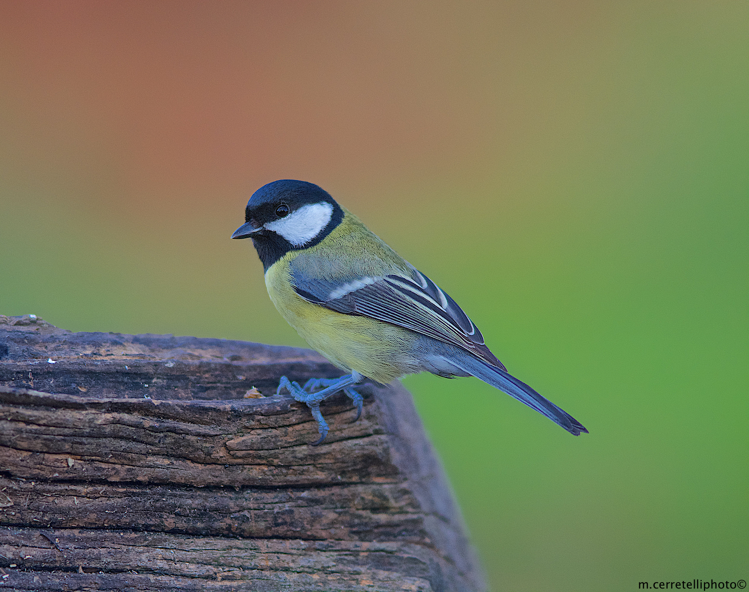 titmouse