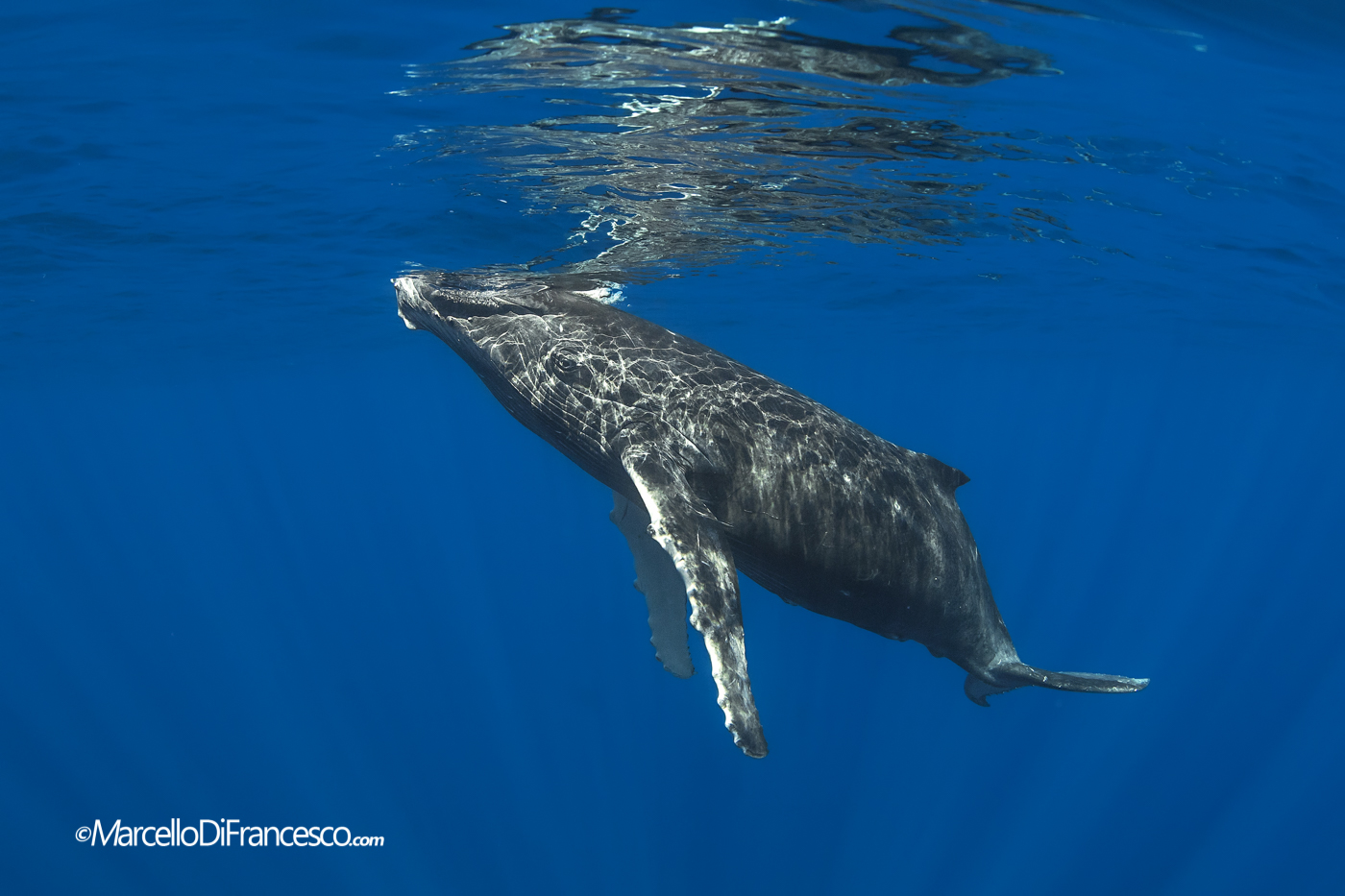 Cucciolo di Megattera