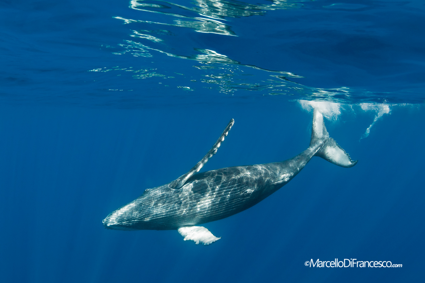 Cucciolo di Megattera