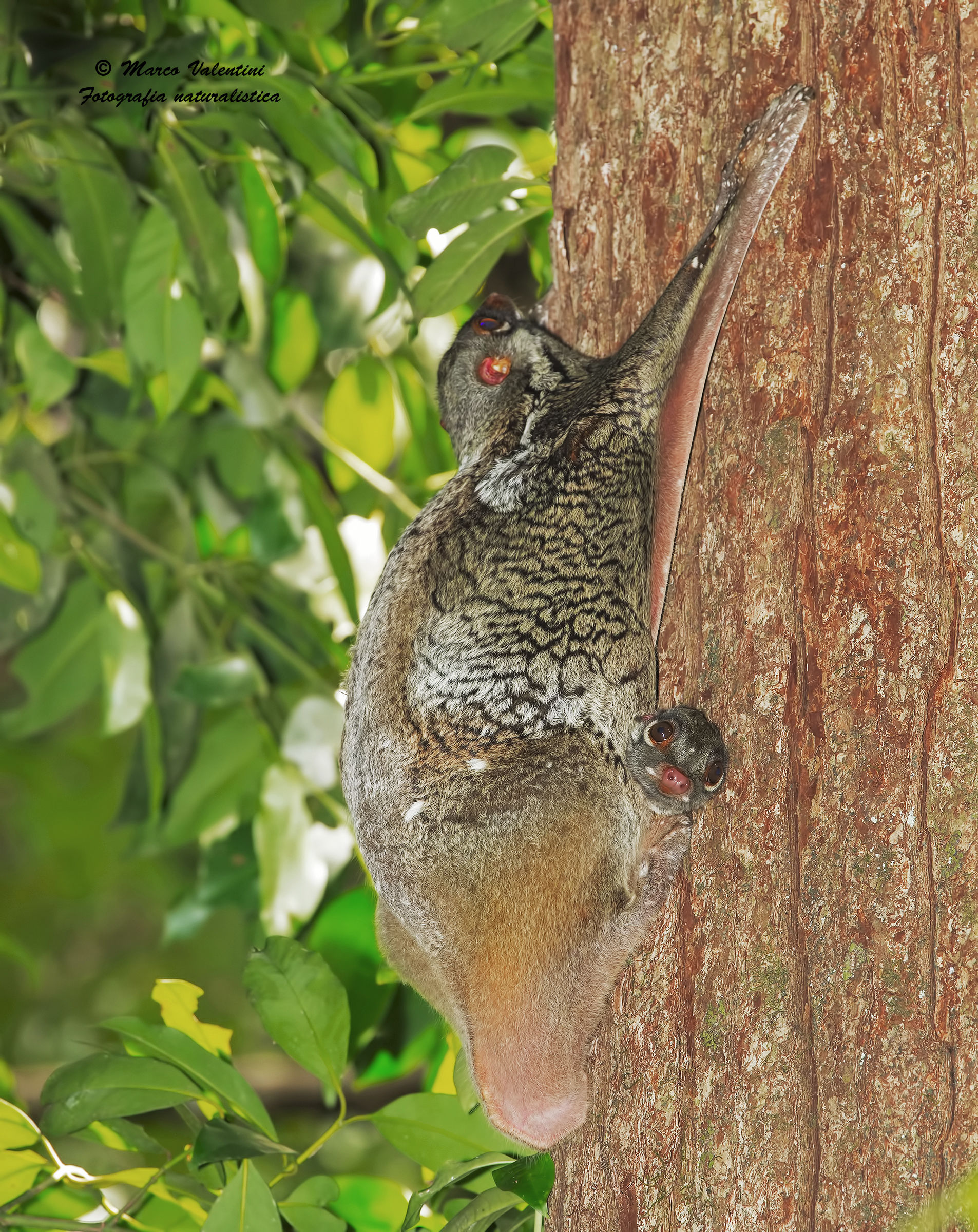 Ehiiii ... I'm here too! (Puppy colugo)