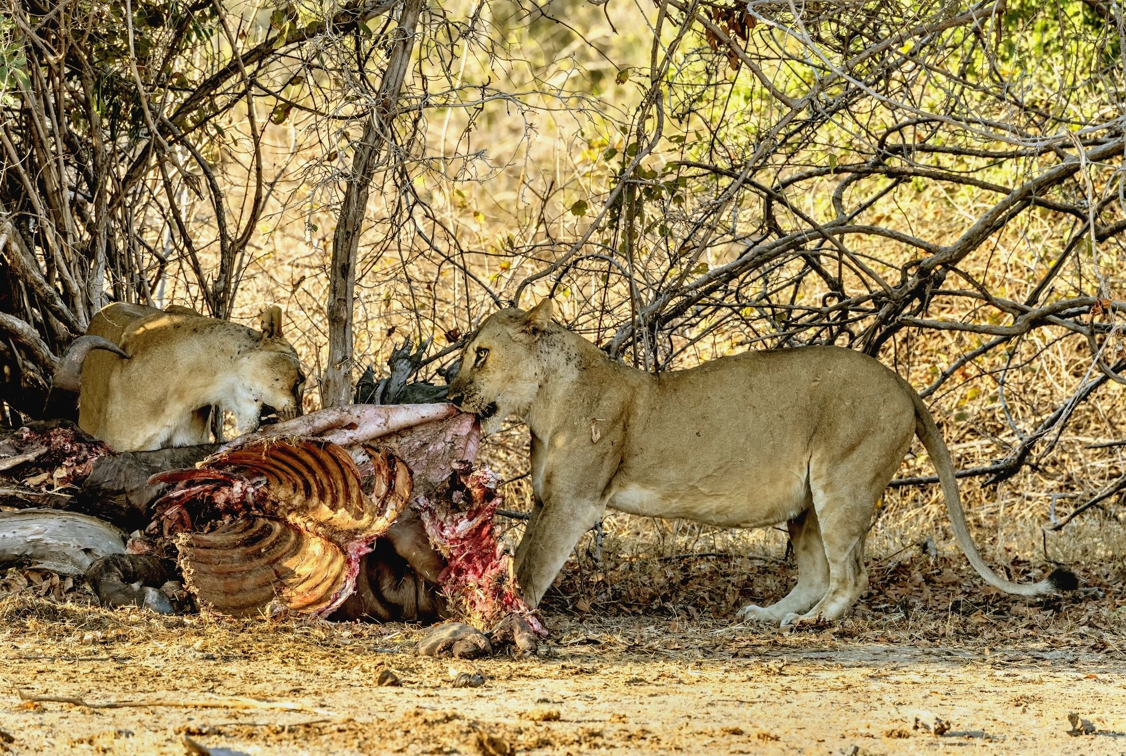 Zambia 2015 - Gnam gnam